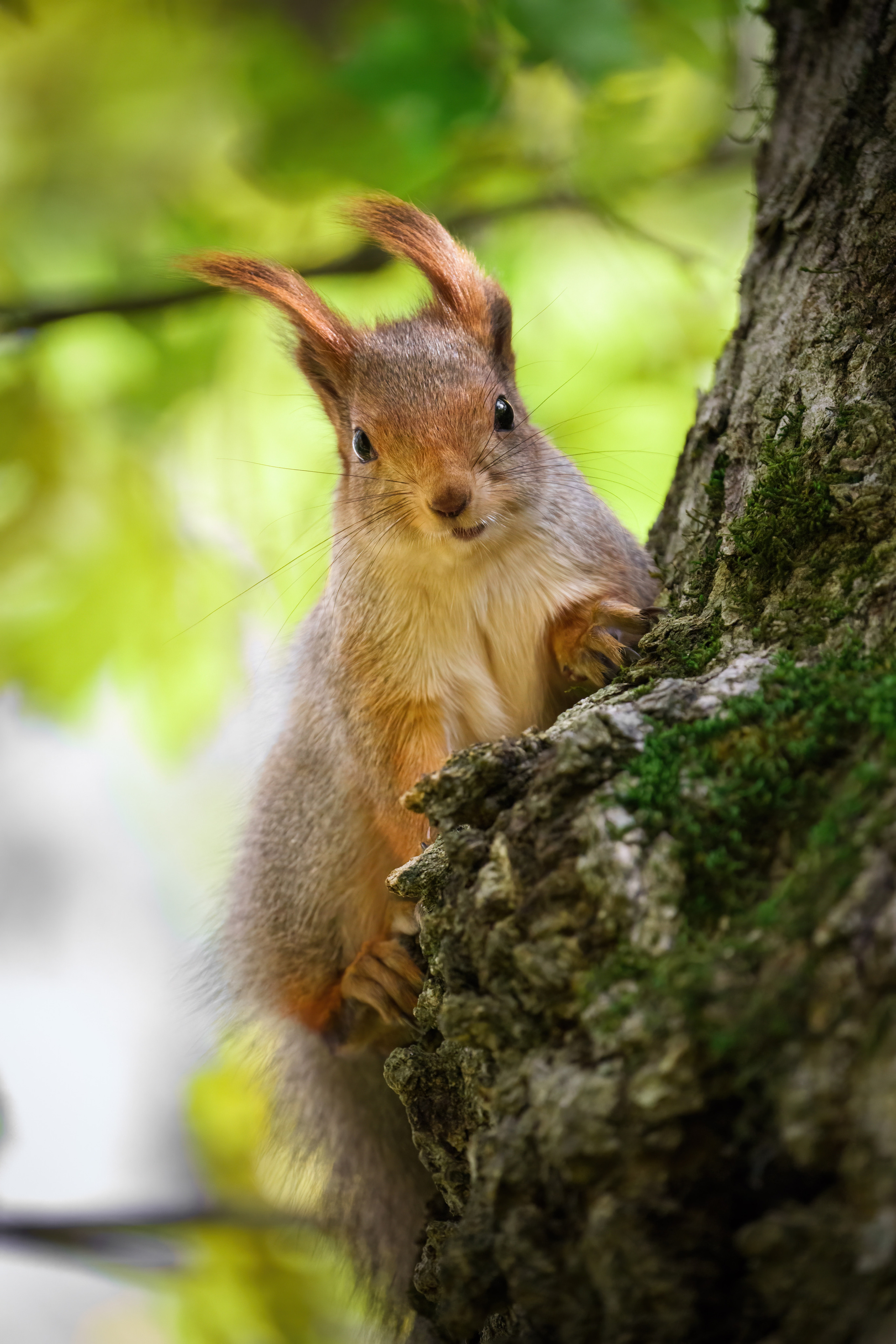 Animals, birds. Фотографии Дмитрия Чернова