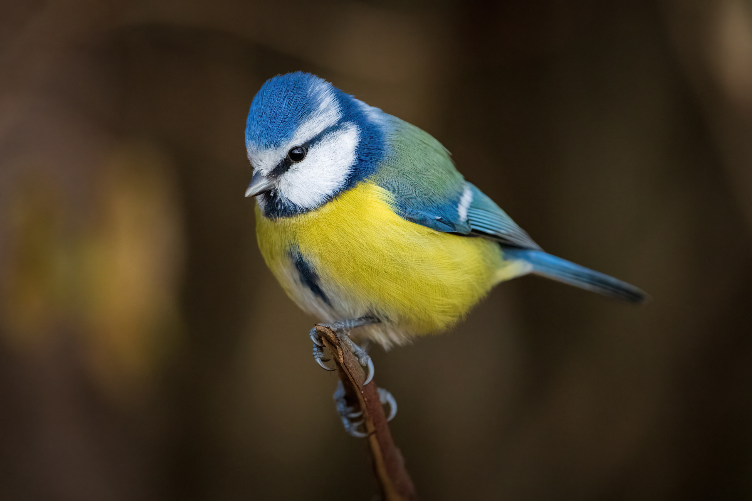 Animals, birds. Фотографии Дмитрия Чернова