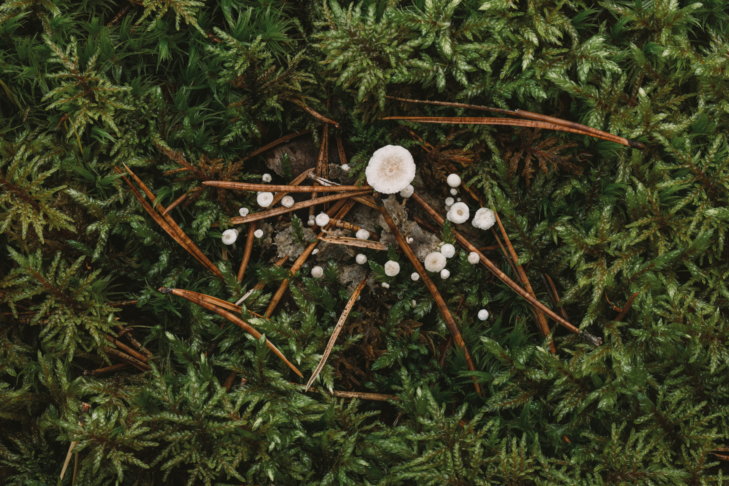 Карелия. Фотографии Дмитрия Чернова