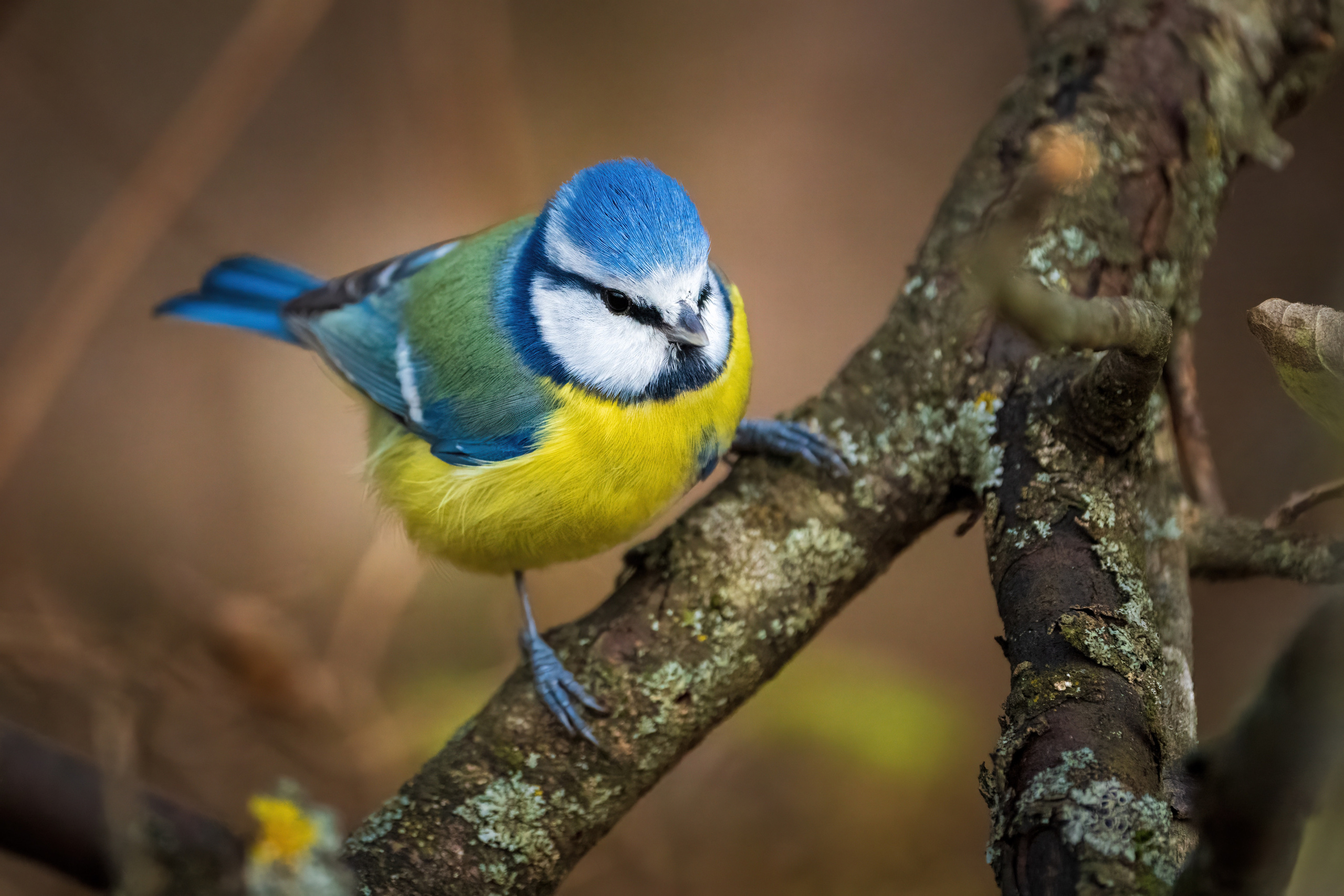 Animals, birds. Фотографии Дмитрия Чернова