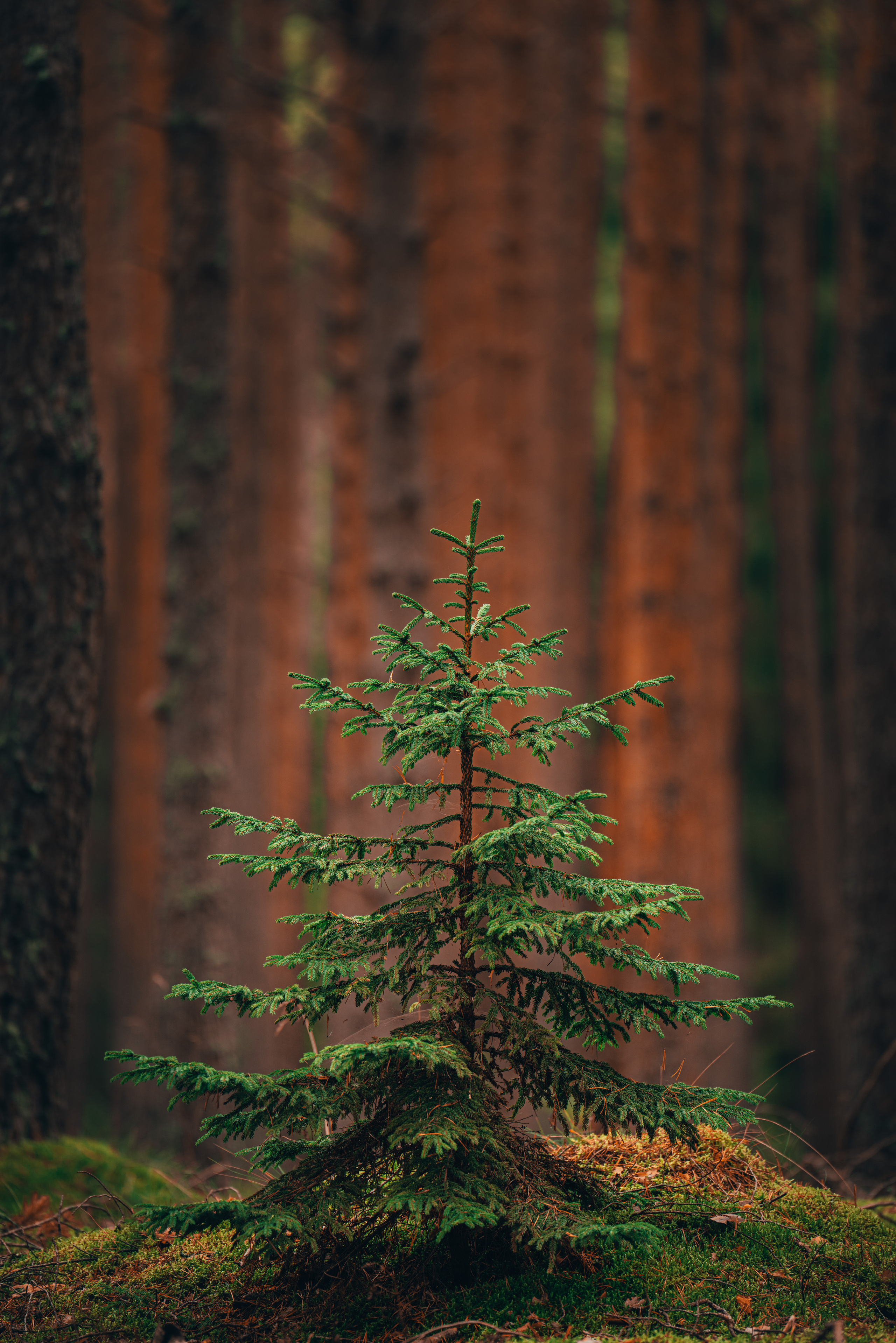 Карелия. Фотографии Дмитрия Чернова