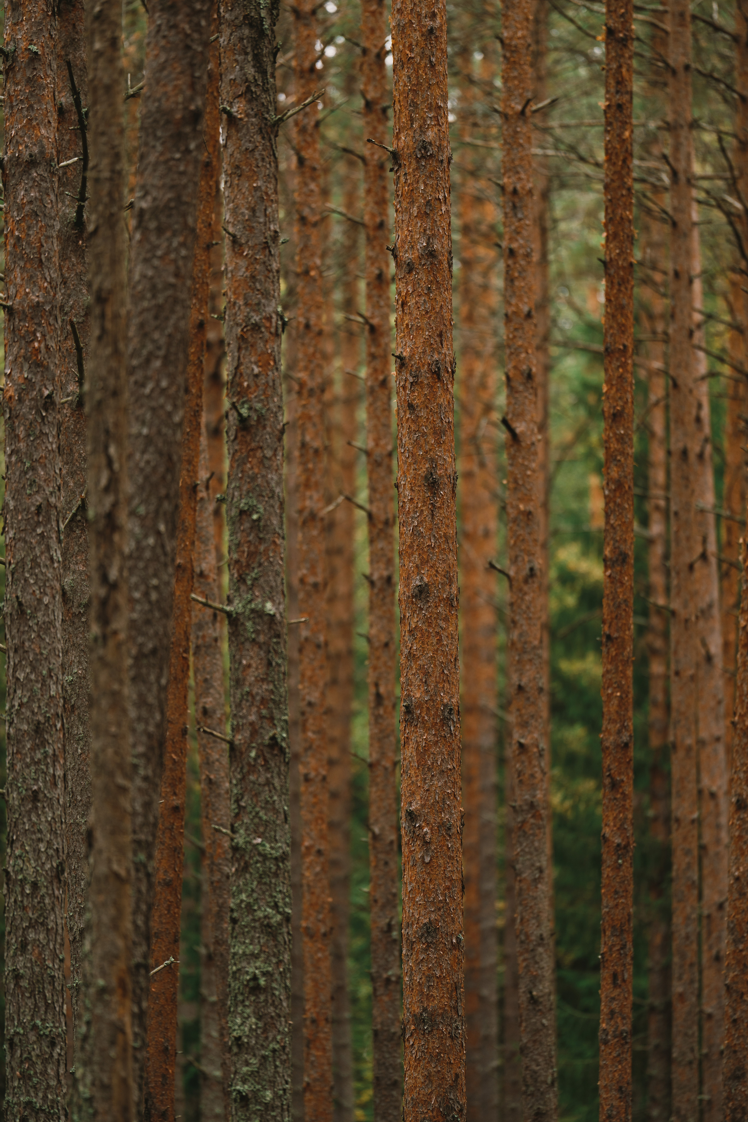 Карелия. Фотографии Дмитрия Чернова