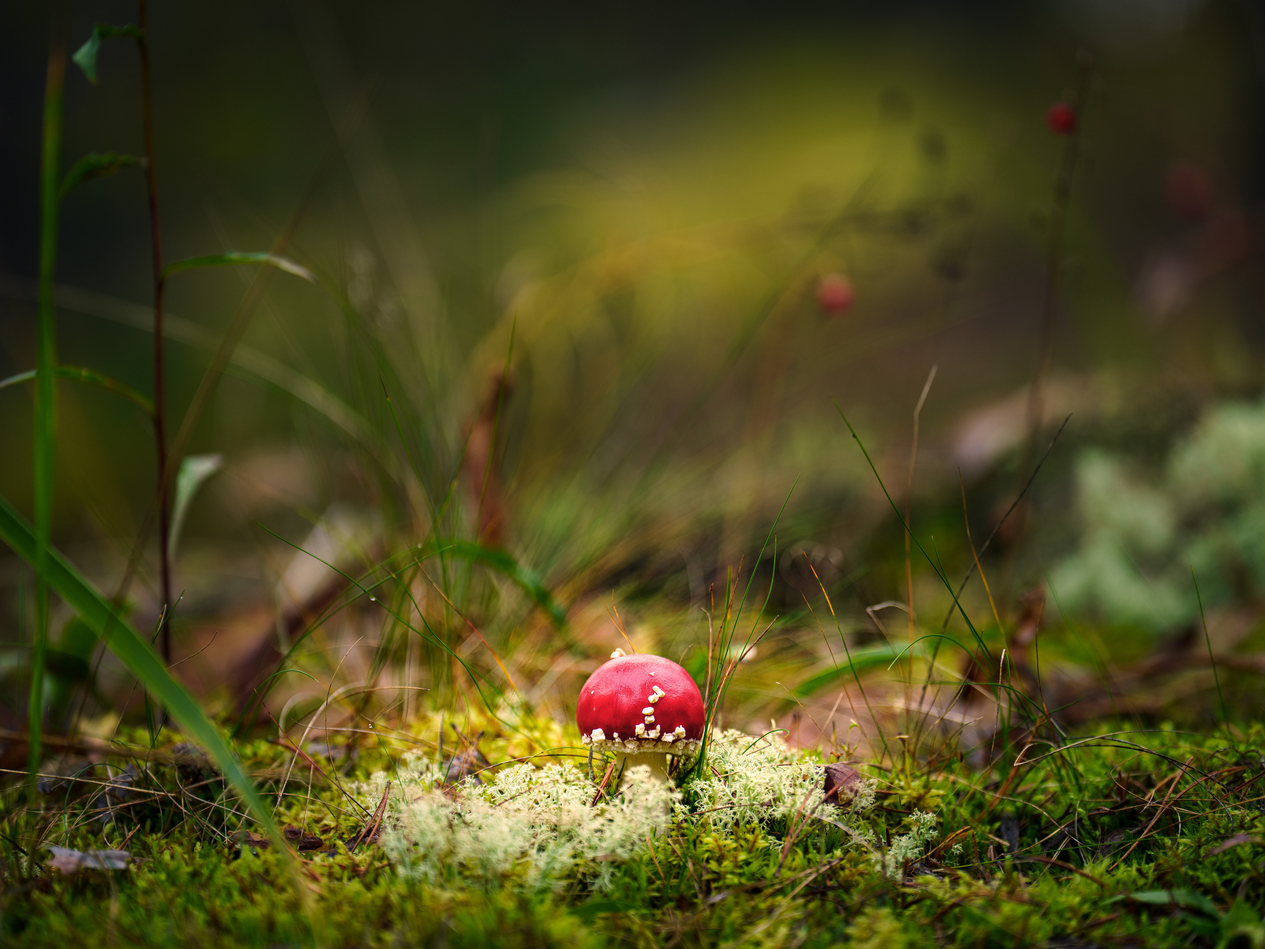 Карелия. Фотографии Дмитрия Чернова