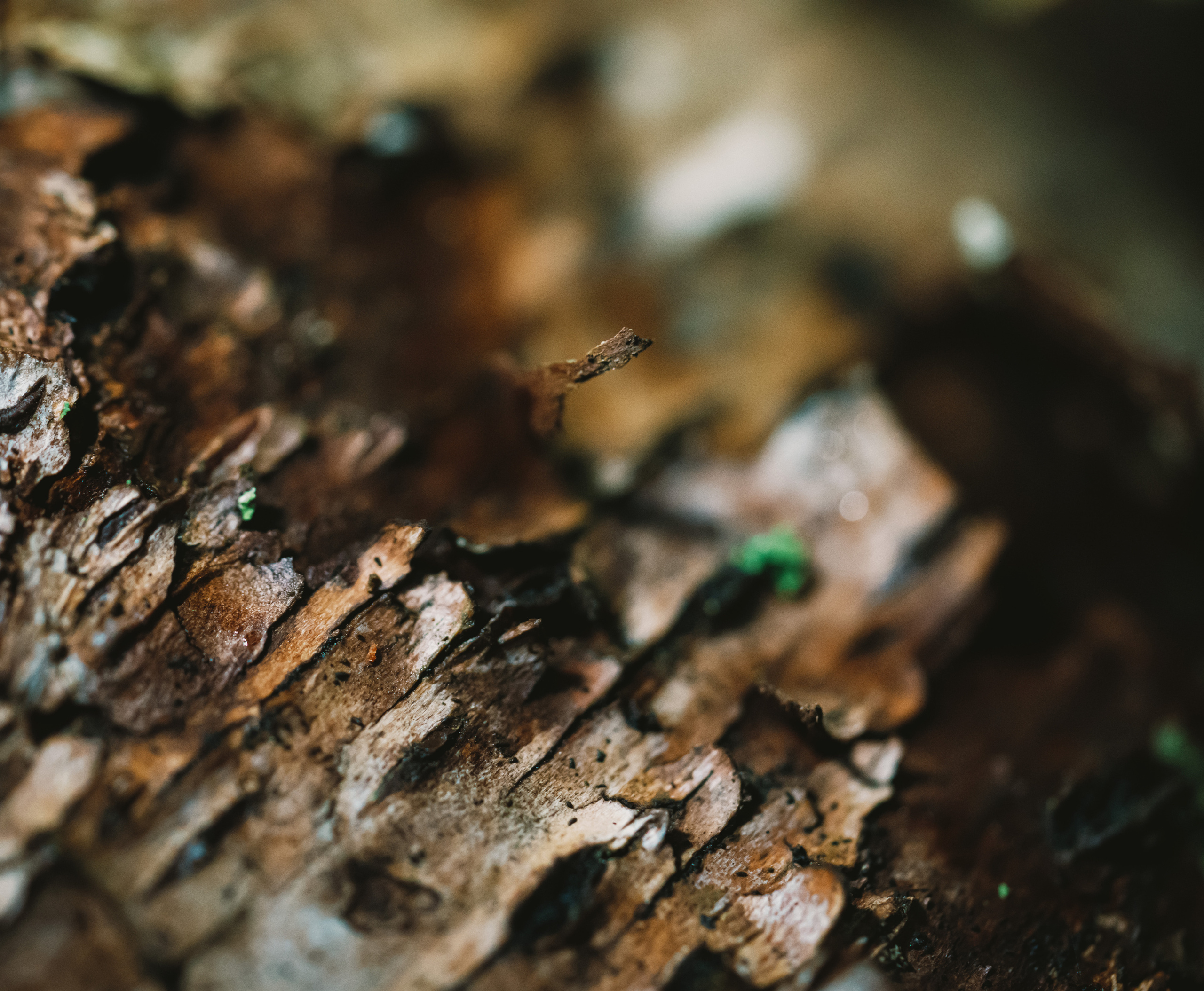 Карелия. Фотографии Дмитрия Чернова