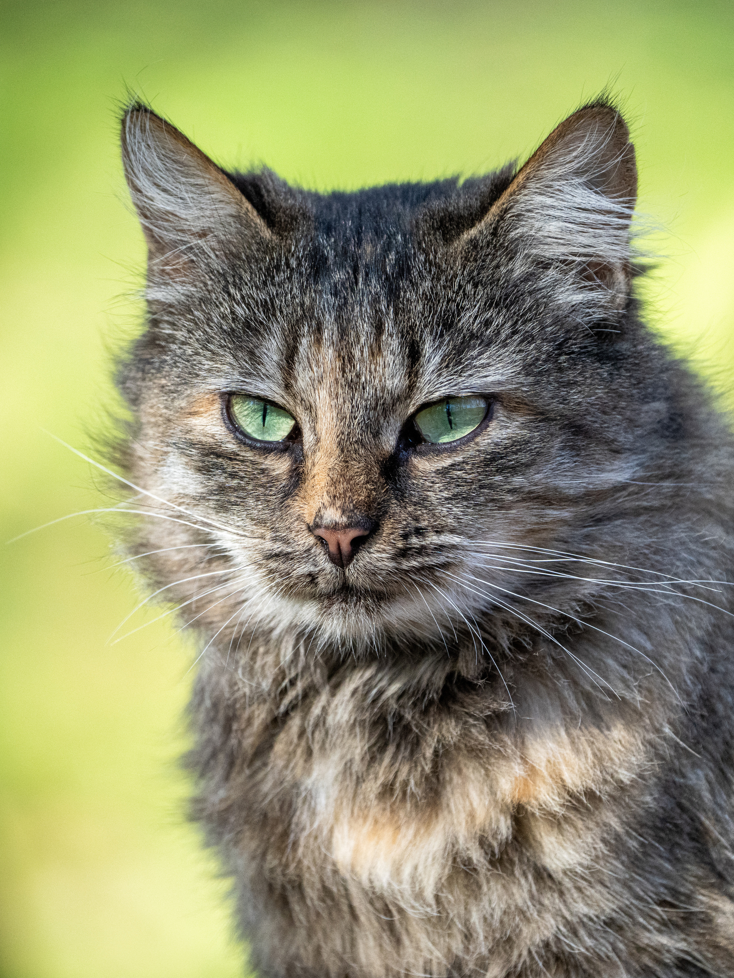 Animals, birds. Фотографии Дмитрия Чернова
