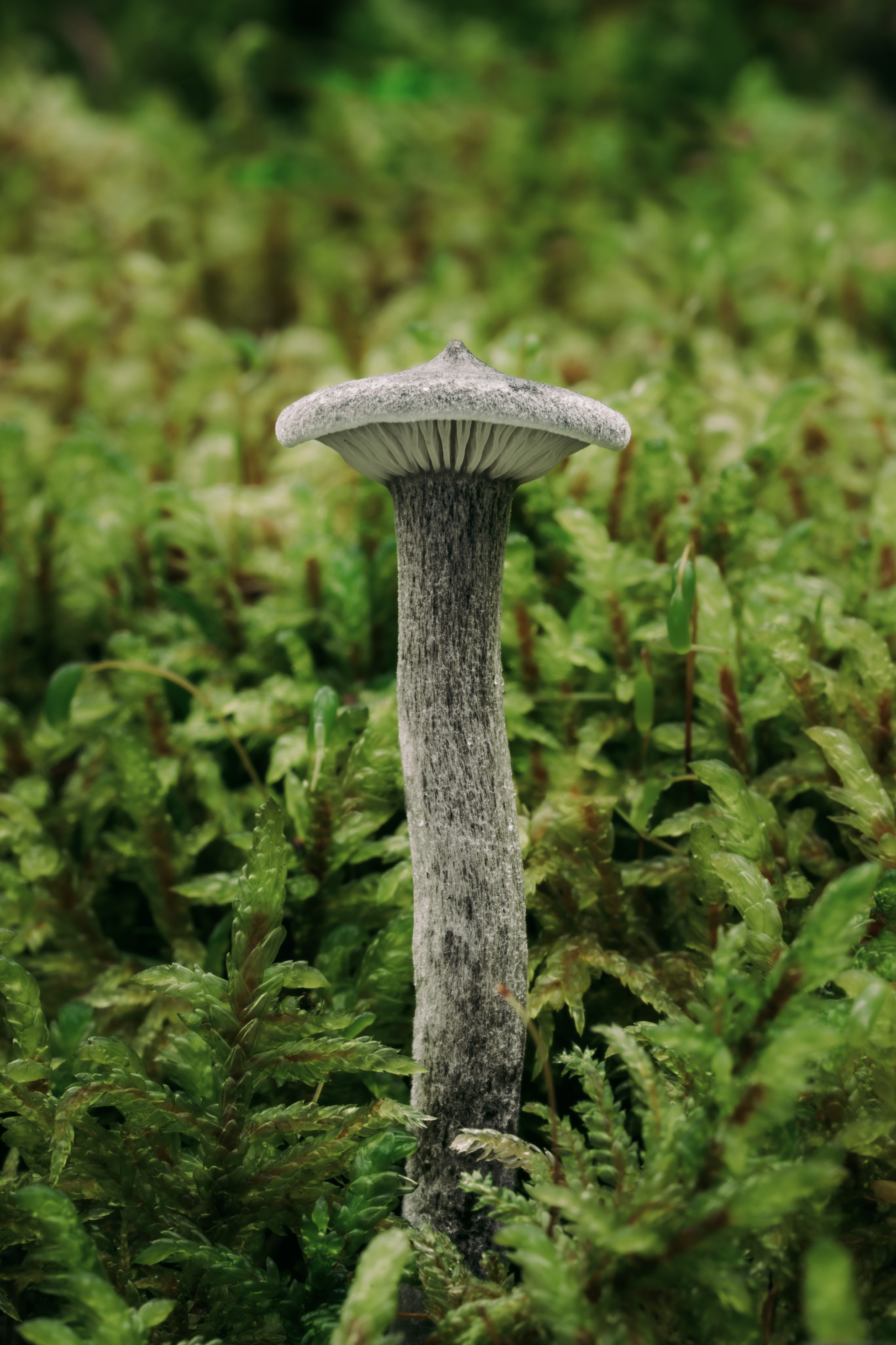 Карелия. Фотографии Дмитрия Чернова