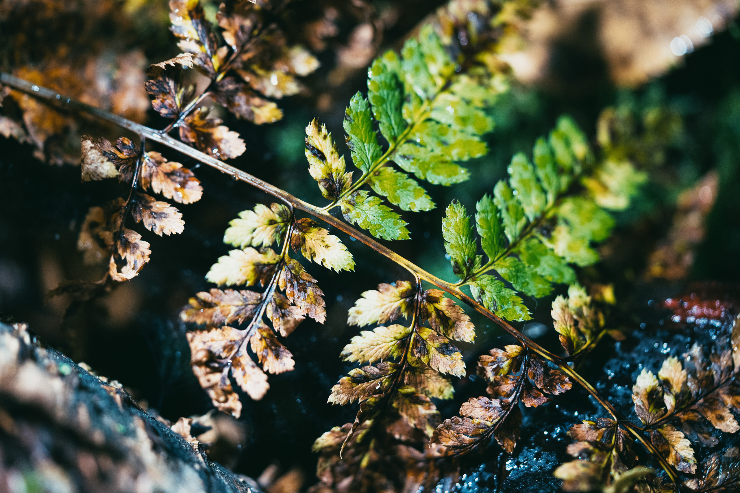 Карелия. Фотографии Дмитрия Чернова