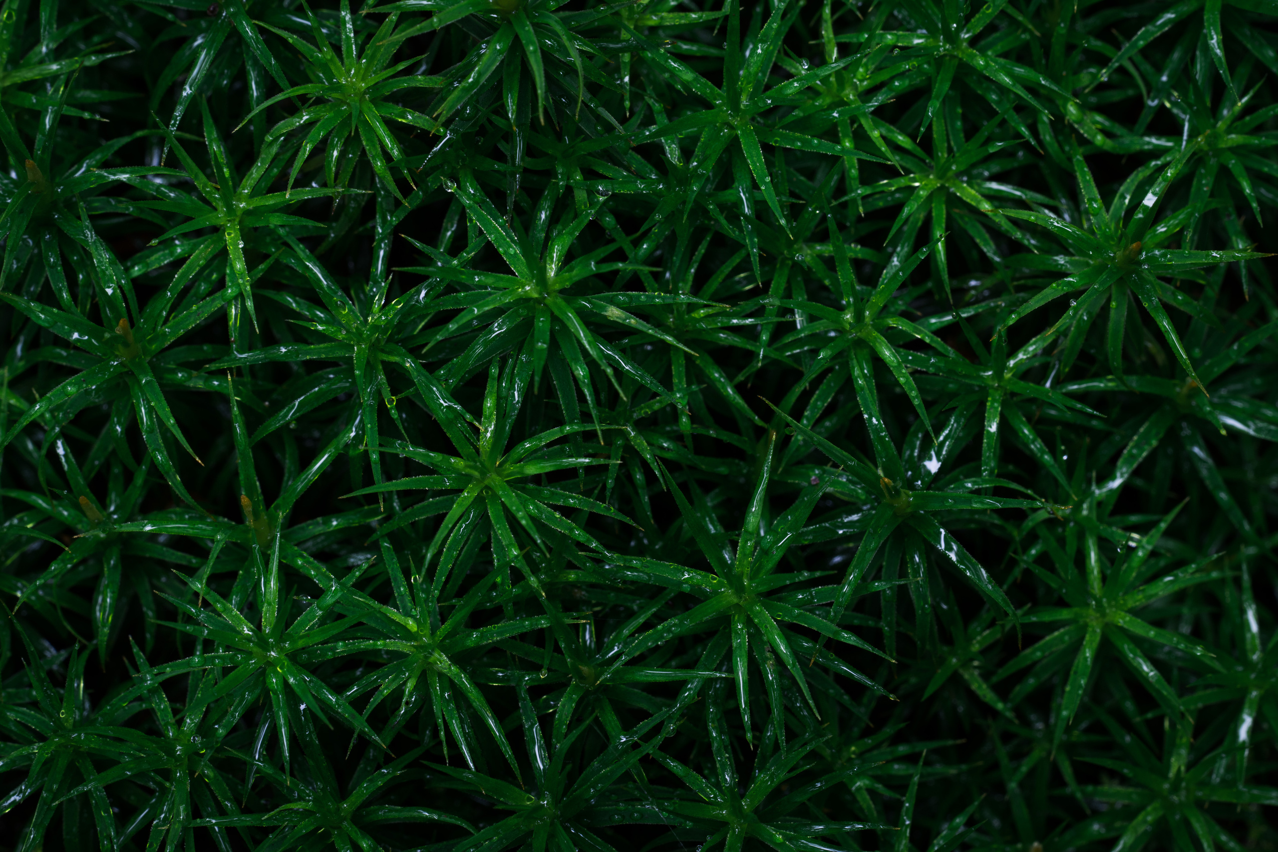 Карелия. Фотографии Дмитрия Чернова