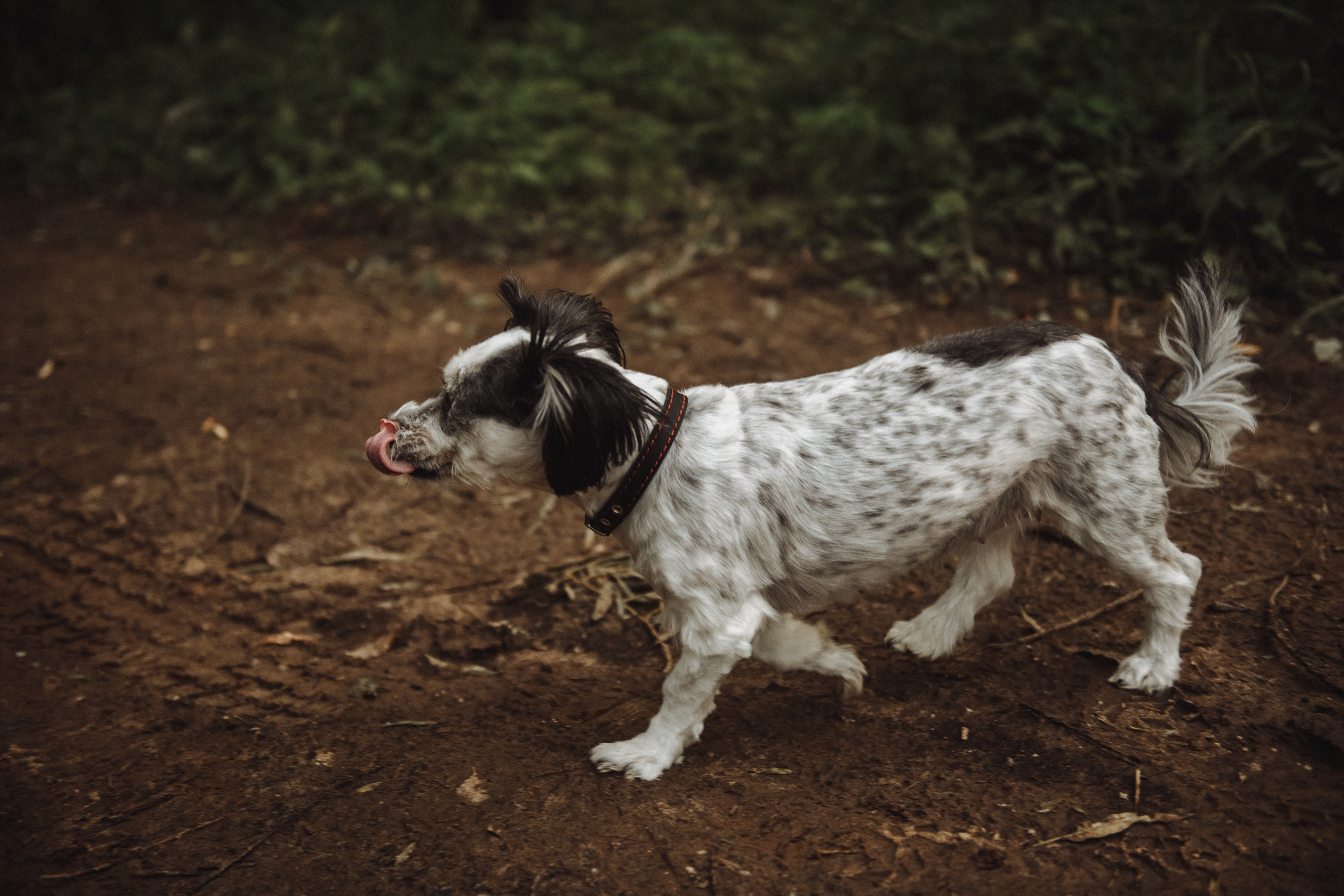 Чувственная фотосессия в лесу. Свадебный и семейный фотограф в Котласе Никита Попов