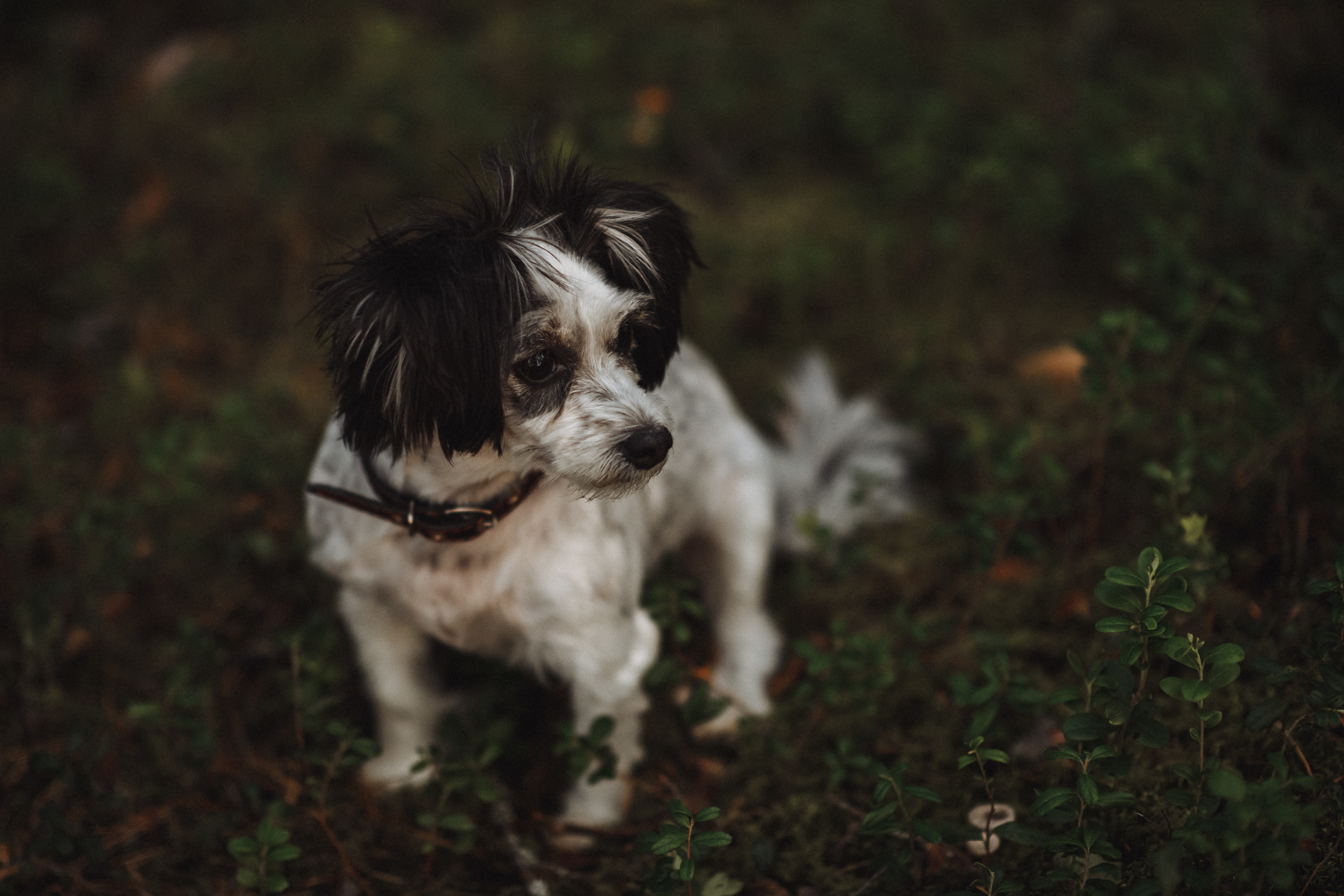 Чувственная фотосессия в лесу. Свадебный и семейный фотограф в Котласе Никита Попов