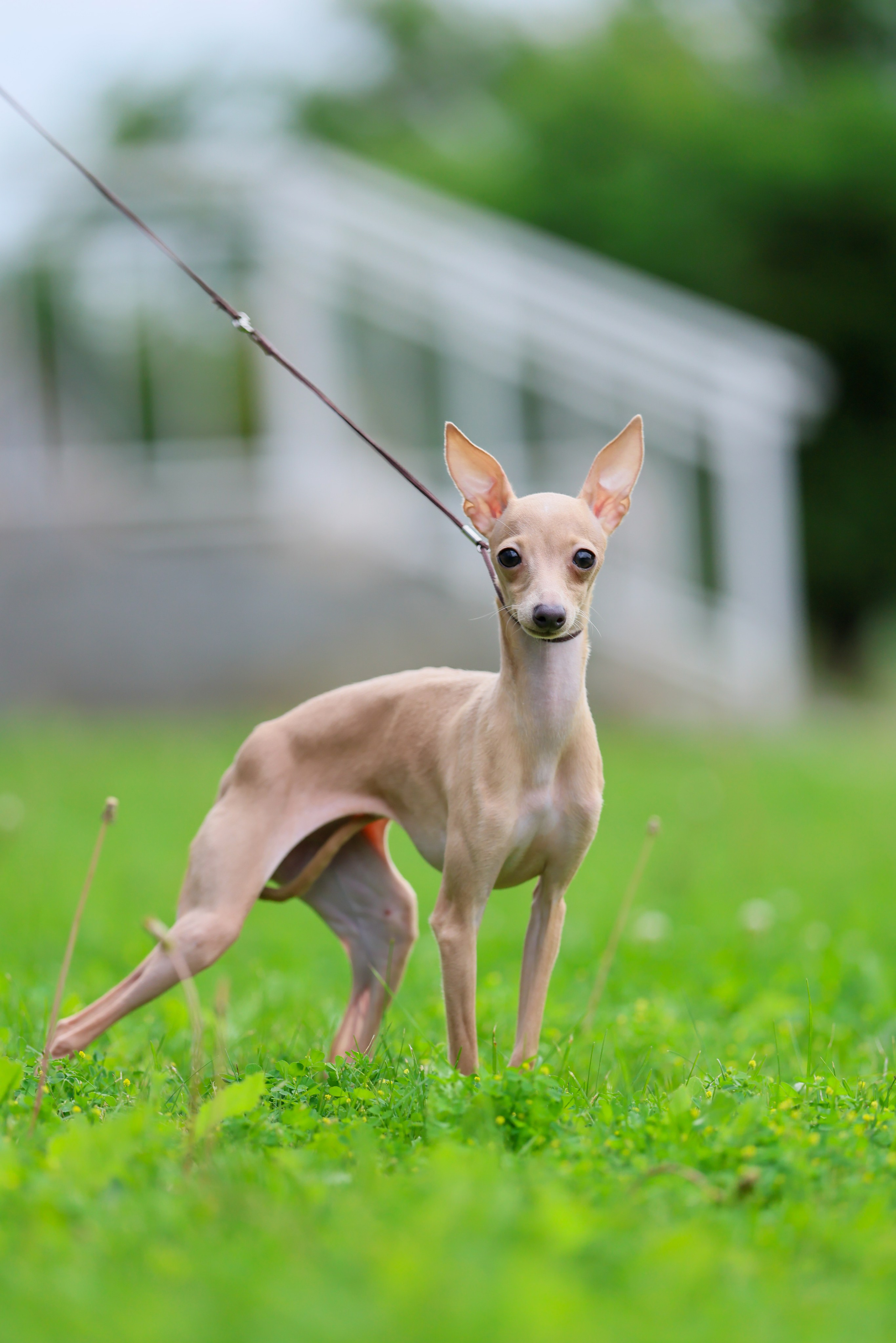 Кремовая Лекси. Professional Italian Greyhound Kennel RKF/FCI ASTI SAPPHIRE 💎 Sochi|St. Petersburg