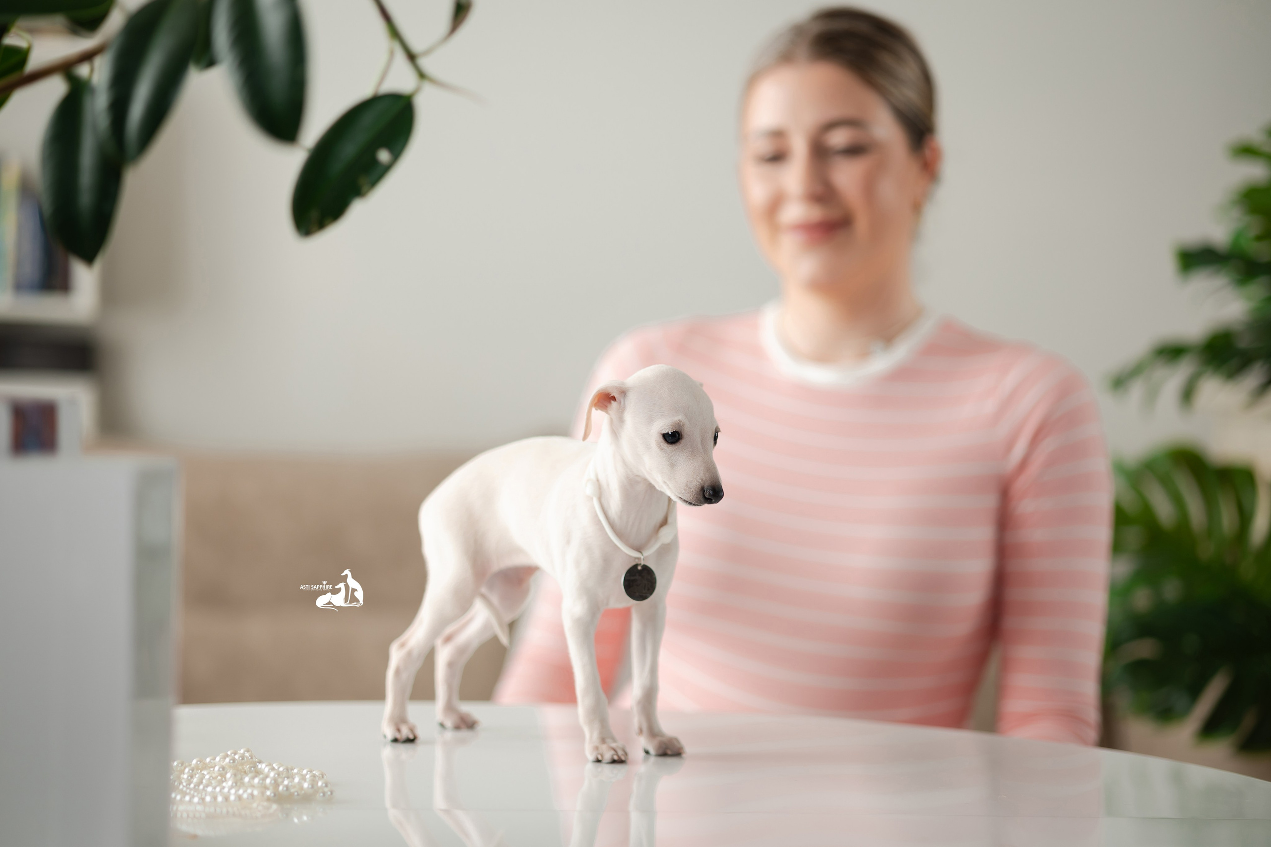 Белоснежные. Professional Italian Greyhound Kennel RKF/FCI ASTI SAPPHIRE 💎 Sochi|St. Petersburg
