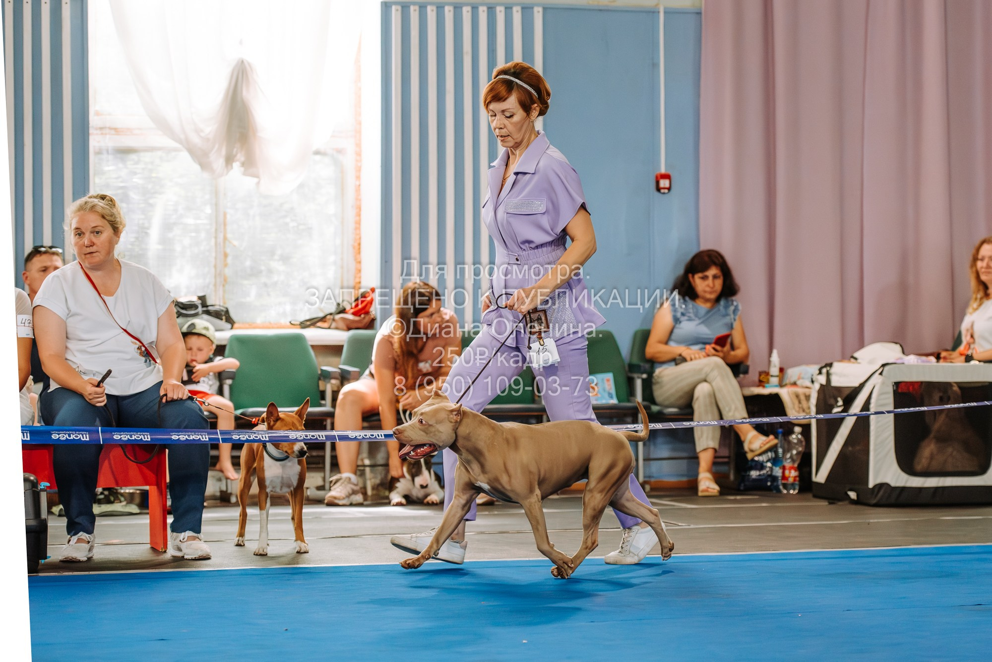 Национальная выставка собак всех пород ранга САС-IKU «Кубок Красноярск. Фотограф Диана Оленина Красноярск / Братск