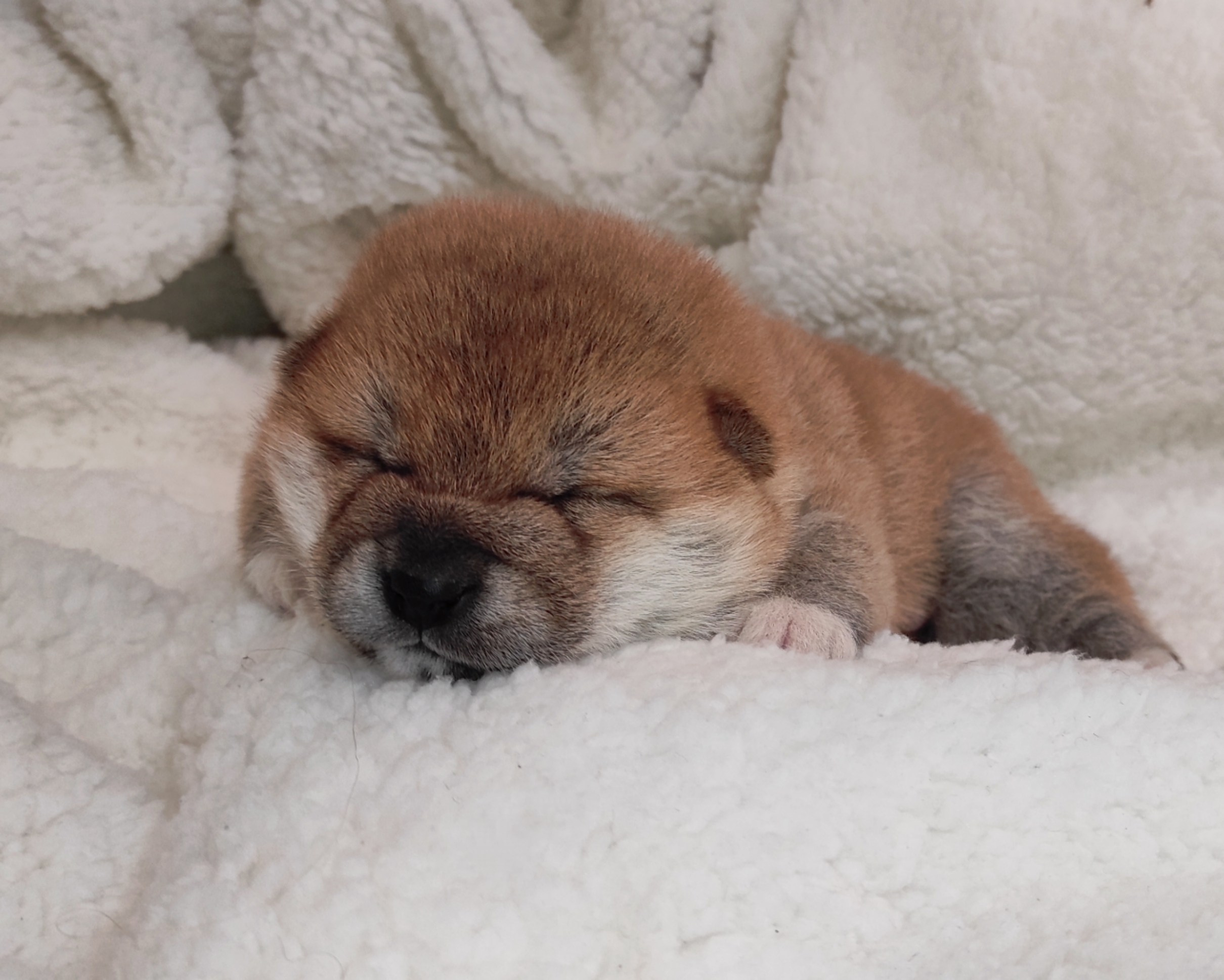 сиба питомник Рубилайт щенки на продажу rubylight  сиба щенки купить СПб Санкт-Петербург 