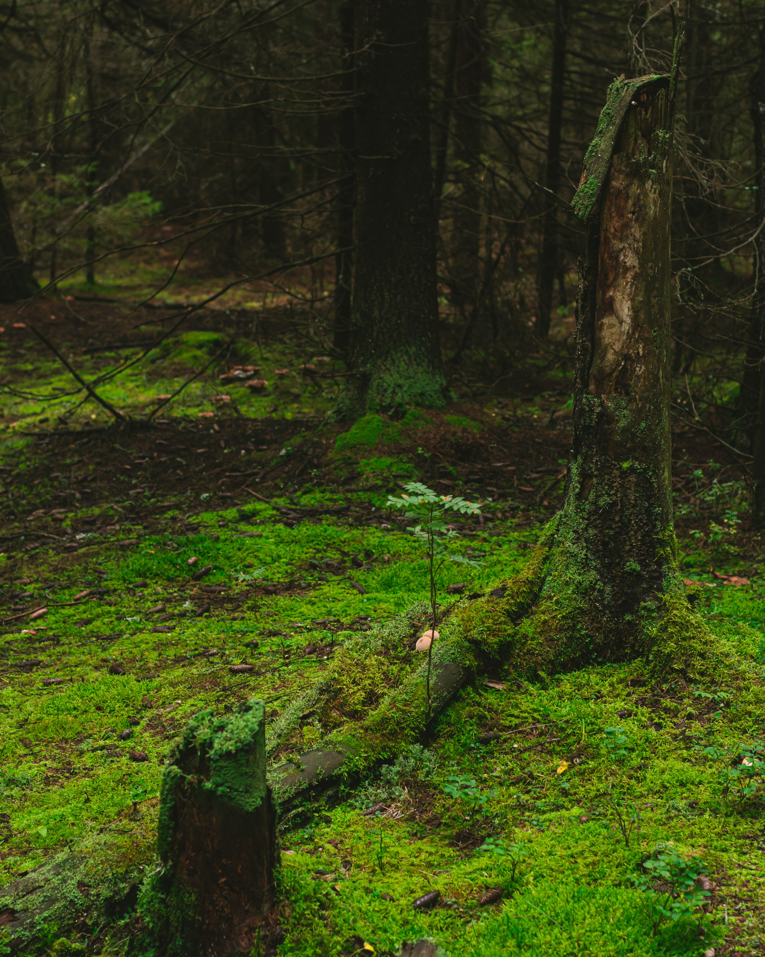 Александр и лес. Фотограф из Первоуральска Роман Заиченко