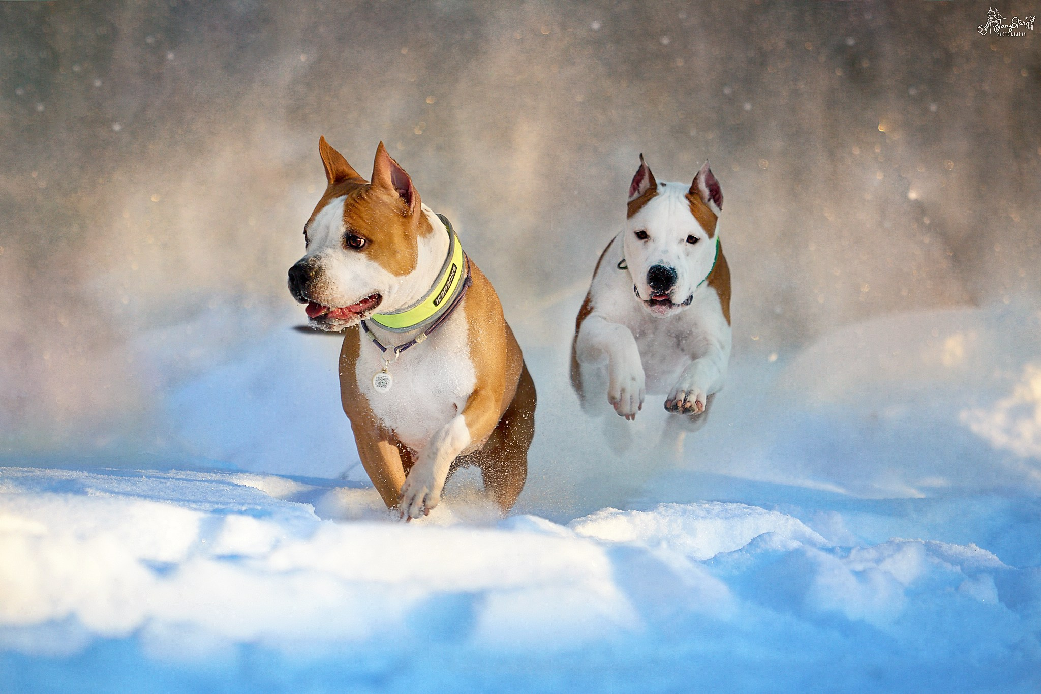 Фотограф-анималист в Москве Евгения Старостина
