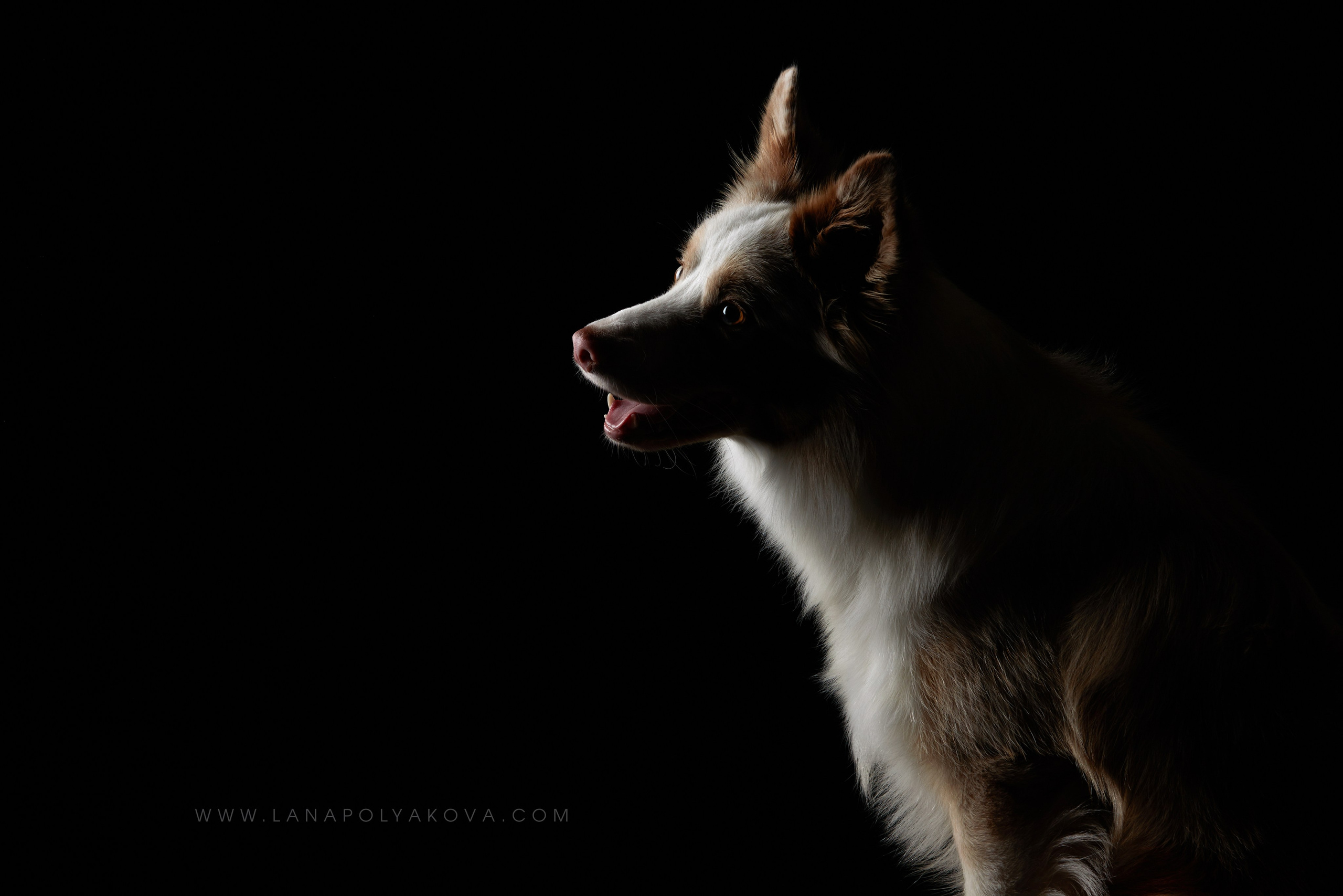 Оскар передает привет 👋. ФОТОГРАФ-АНИМАЛИСТ l LANA POLYAKOVA