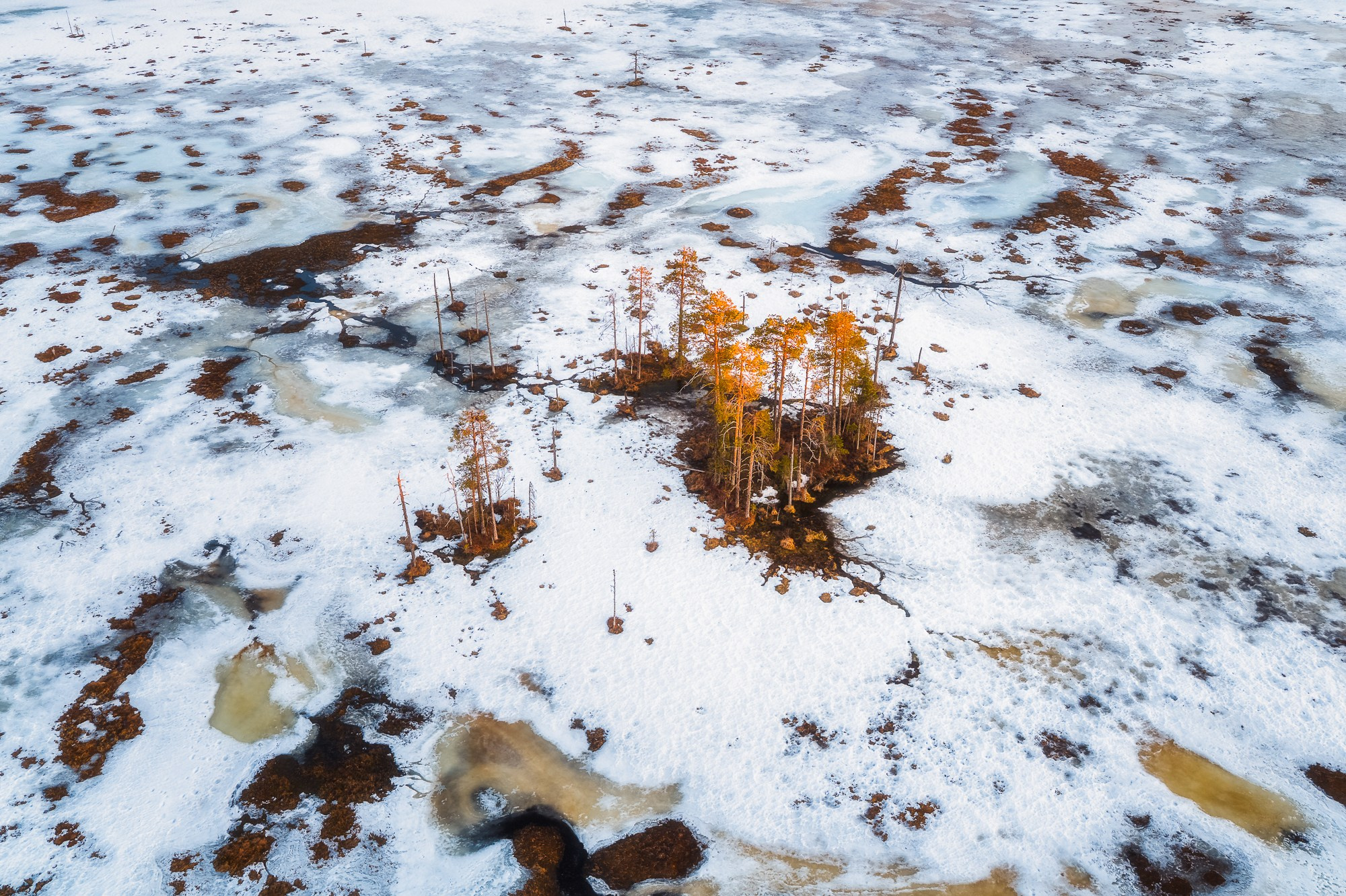 Весна в лесу. Фотосъемка в Архангельске, фотограф Александр Ермолин