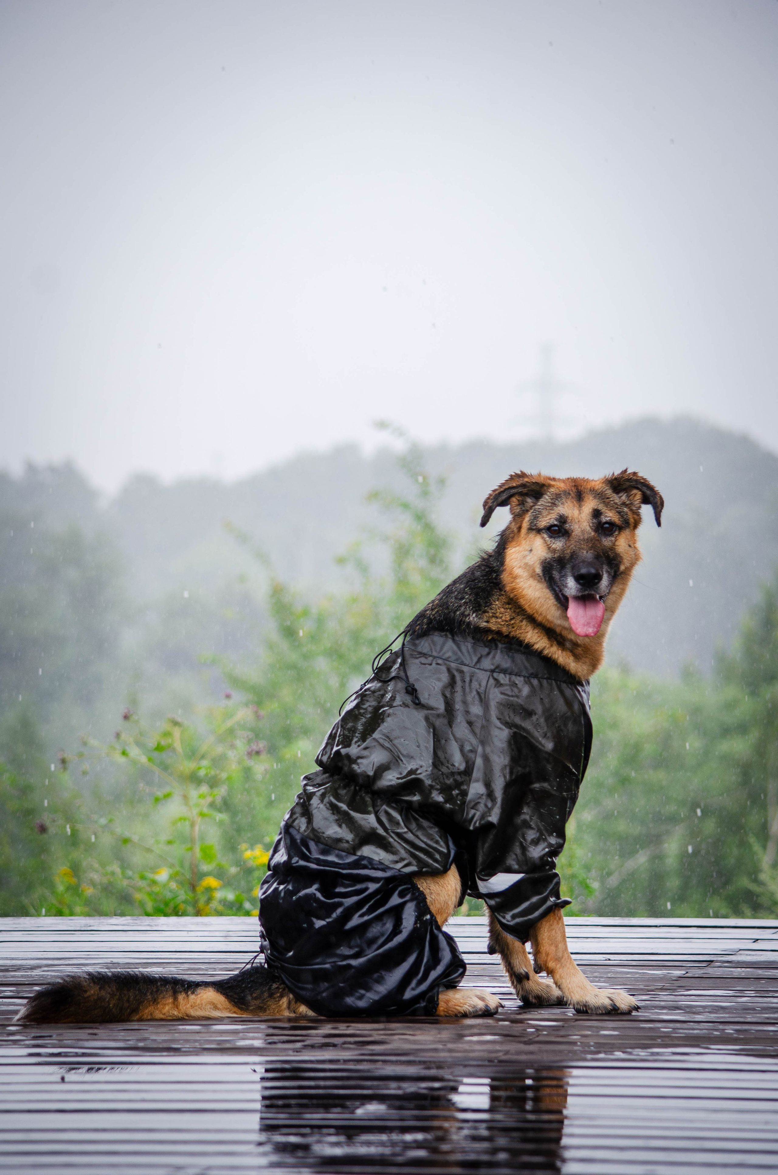 Арья и Оззи. Фотограф Светлана Блинова, Москва и Московская область