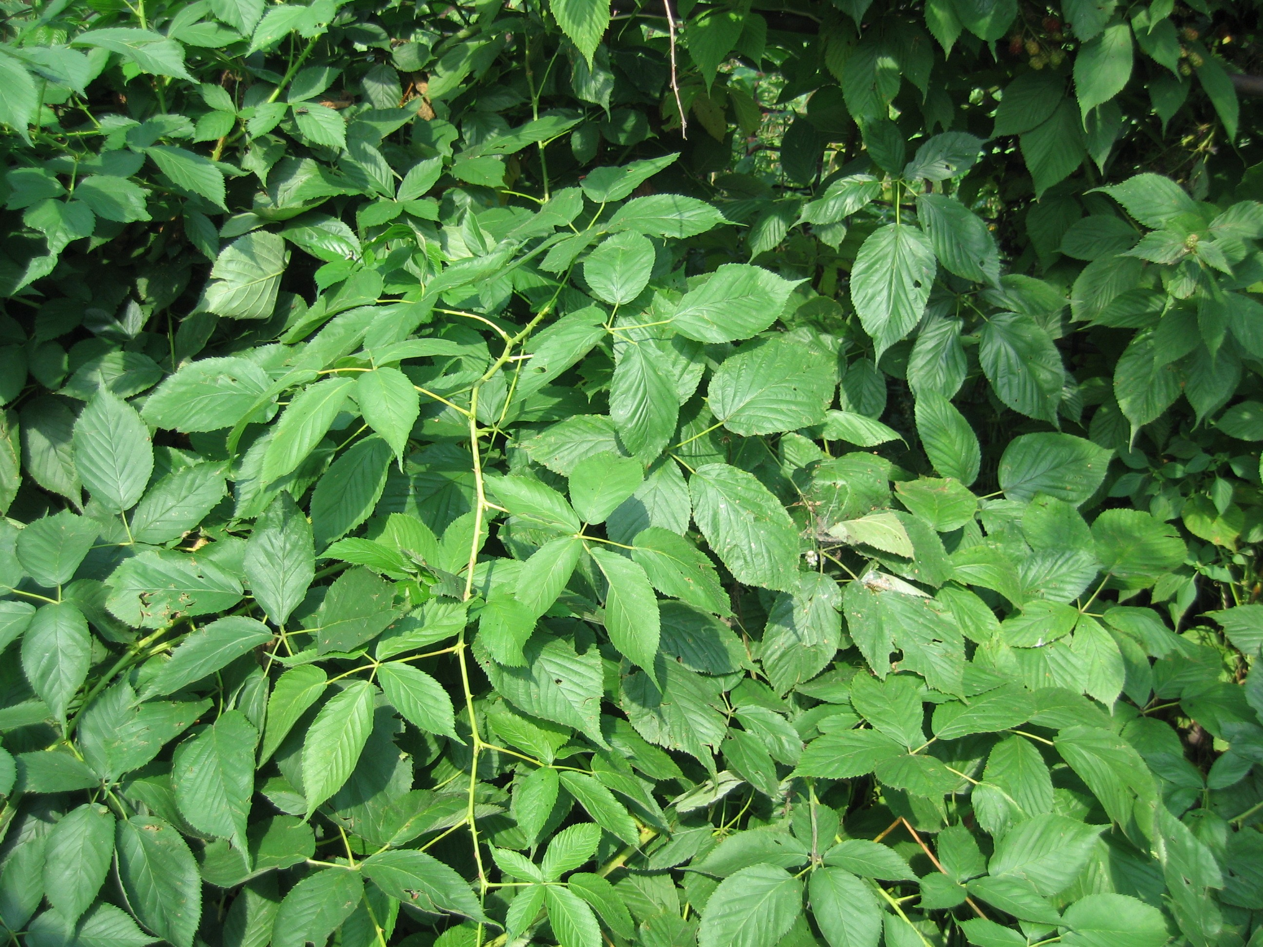 Густая зелёная растительность с множеством листьев и стеблей. Листья овальной формы, ярко-зелёного цвета.