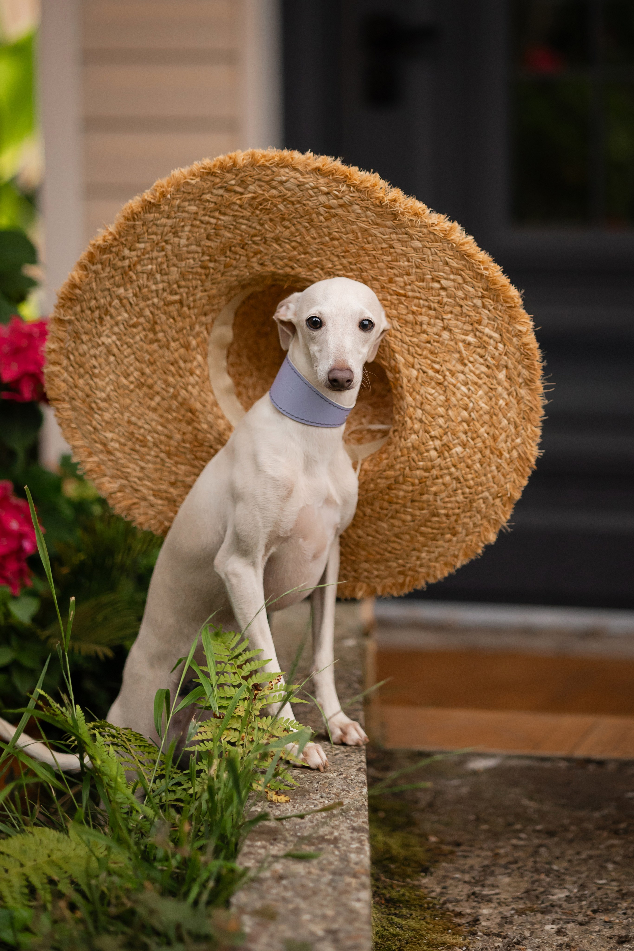 Asti Sapphire Yaasiina Laysan Cerulian. Профессиональный питомник левреток РКФ/FCI ASTI SAPPHIRE 💎 Сочи|Санкт-Петербург