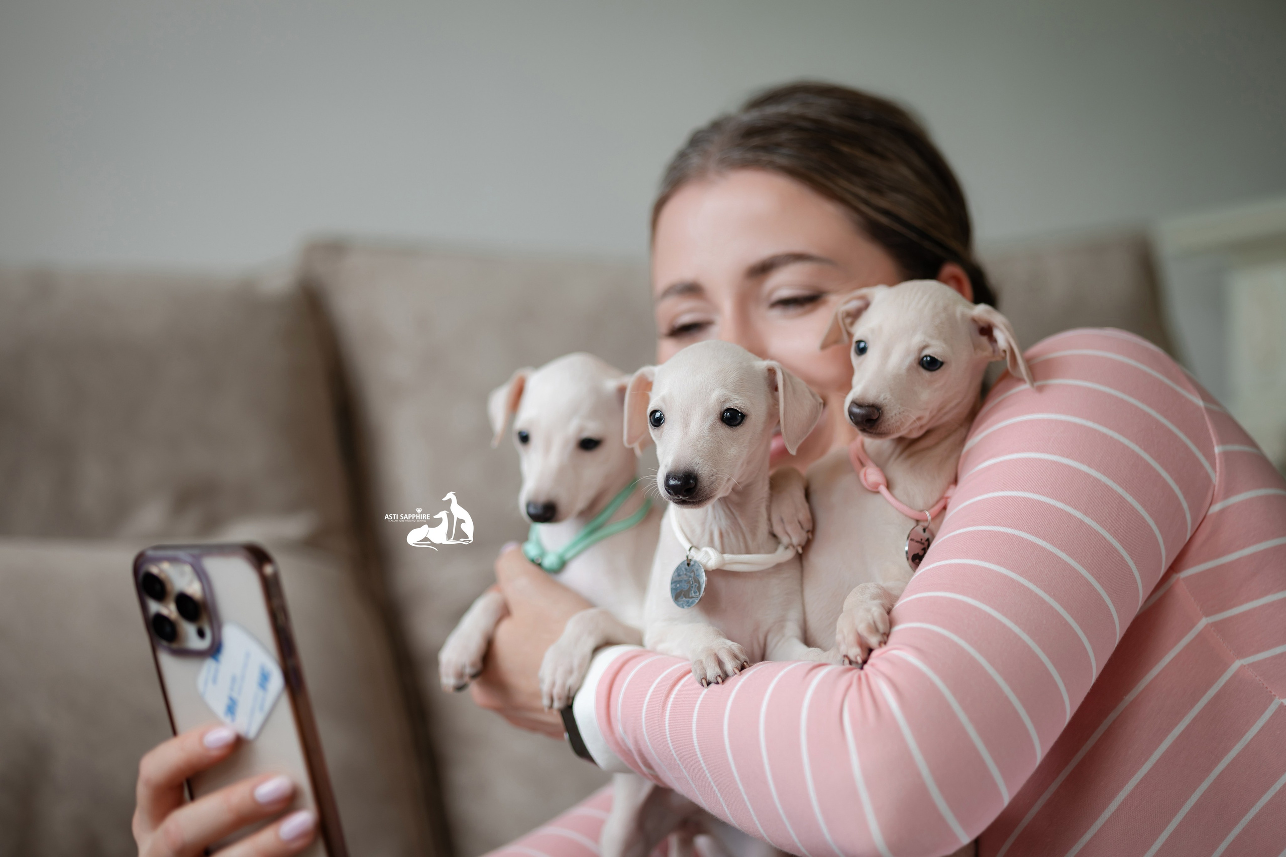 Белоснежные. Professional Italian Greyhound Kennel RKF/FCI ASTI SAPPHIRE 💎 Sochi|St. Petersburg