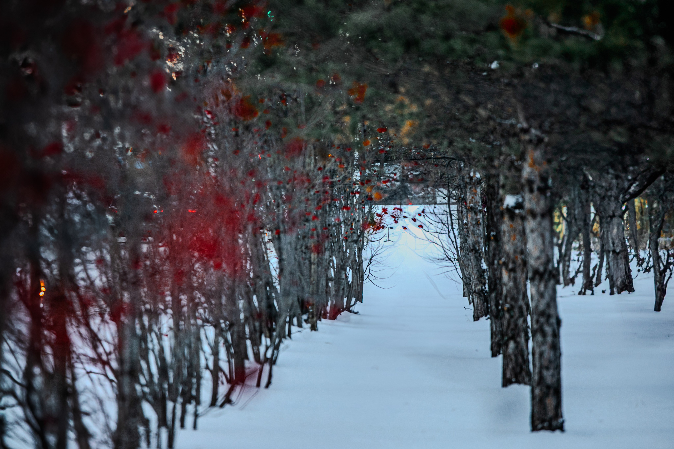 Времена года. Фотограф Елена Вишневская (Ушакова) Нефтеюганск, Сургут, Тюмень