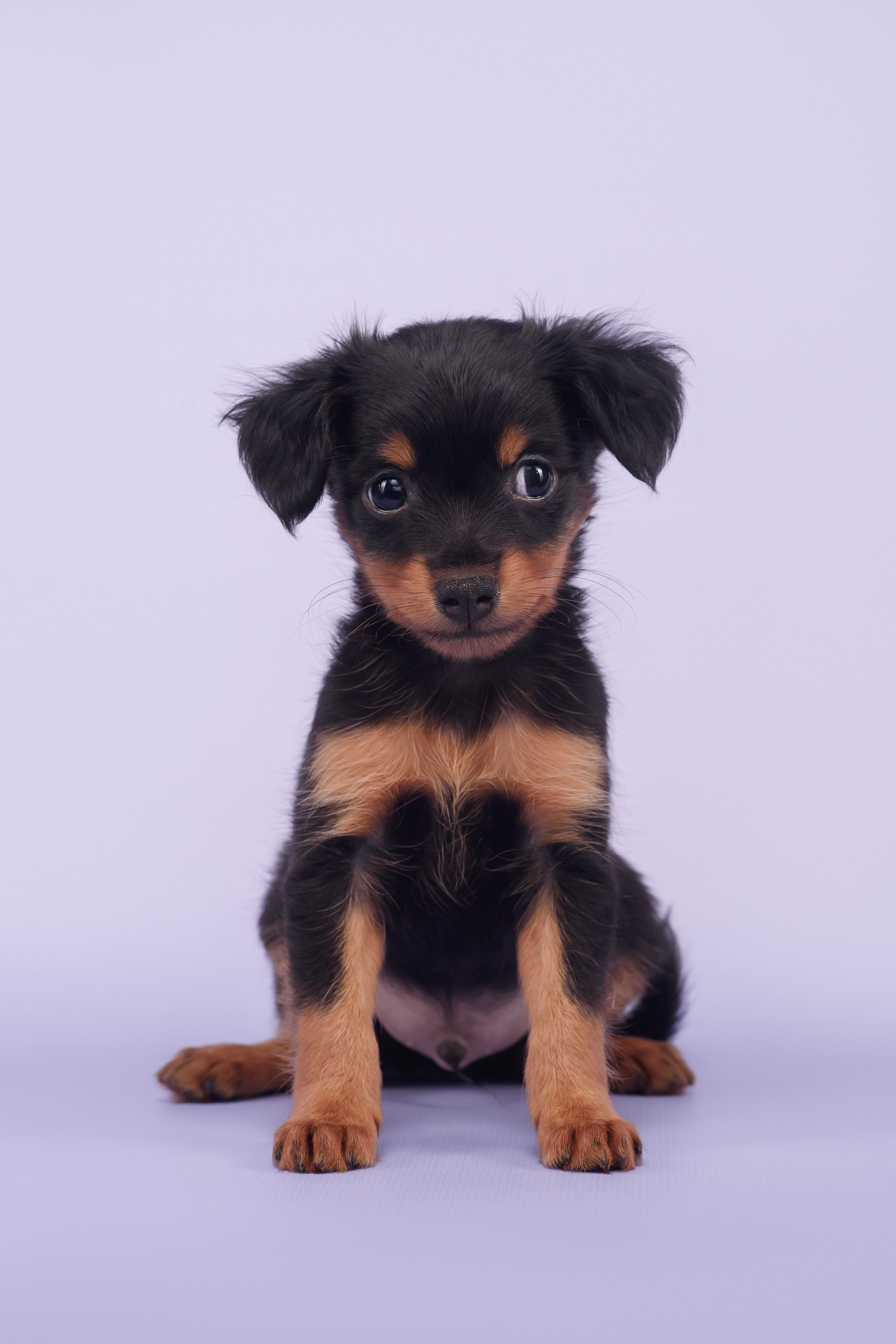 Малыши пражских крысариков — 30.07.2025. Фотограф — Анималист | Анна Абрамова