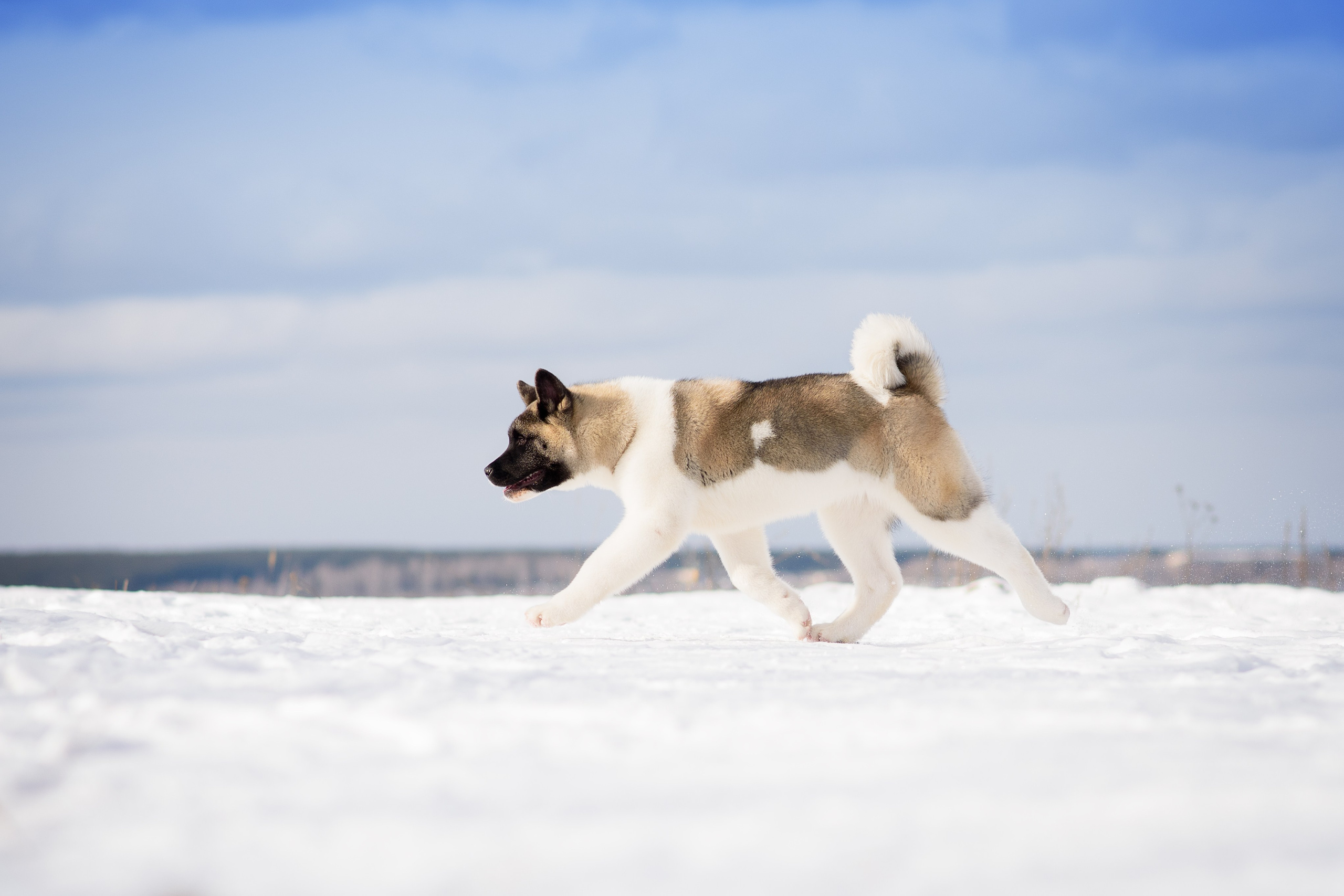 Эльза — 17.02.2025. Фотограф — Анималист | Анна Абрамова