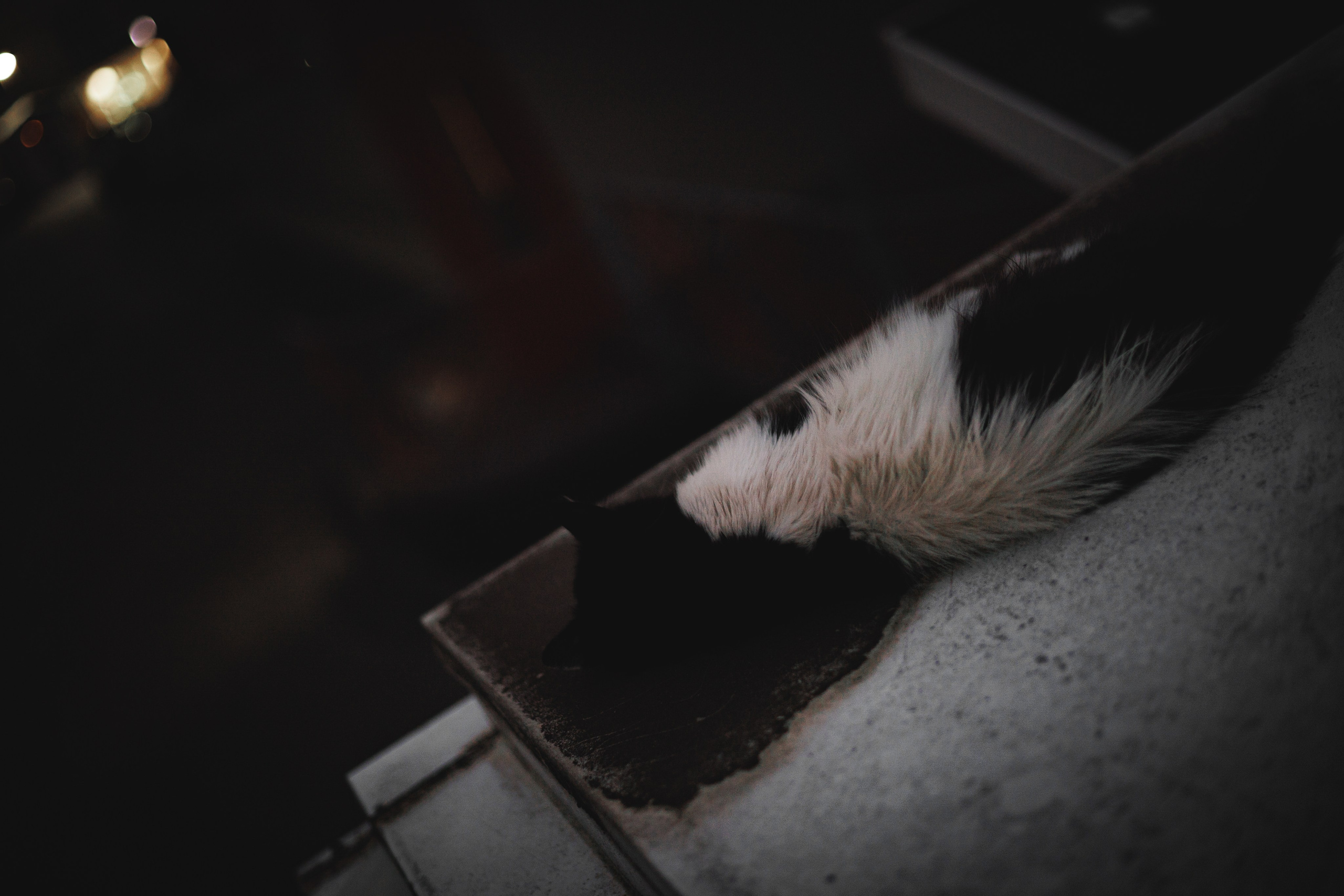 Животные. Фотограф в Ростове-на-Дону Ника Обида