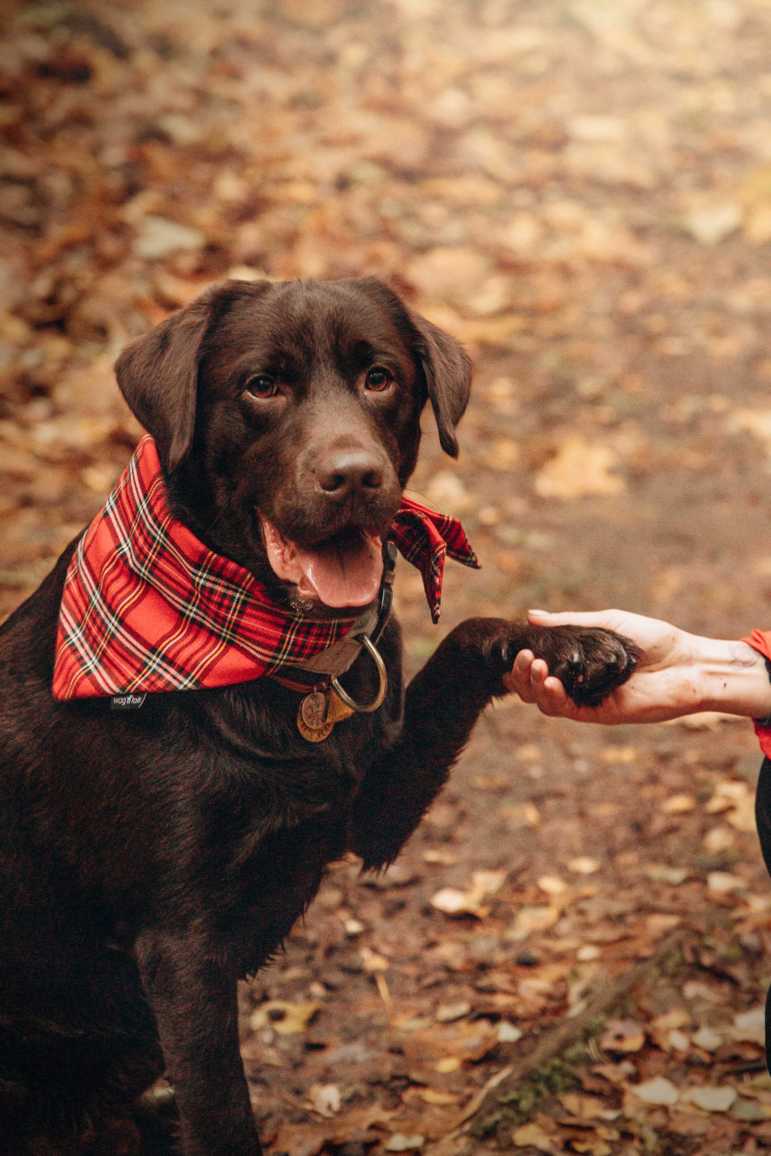 Арина и Сэмми. Фотограф — Анималист | Санкт-Петербург
