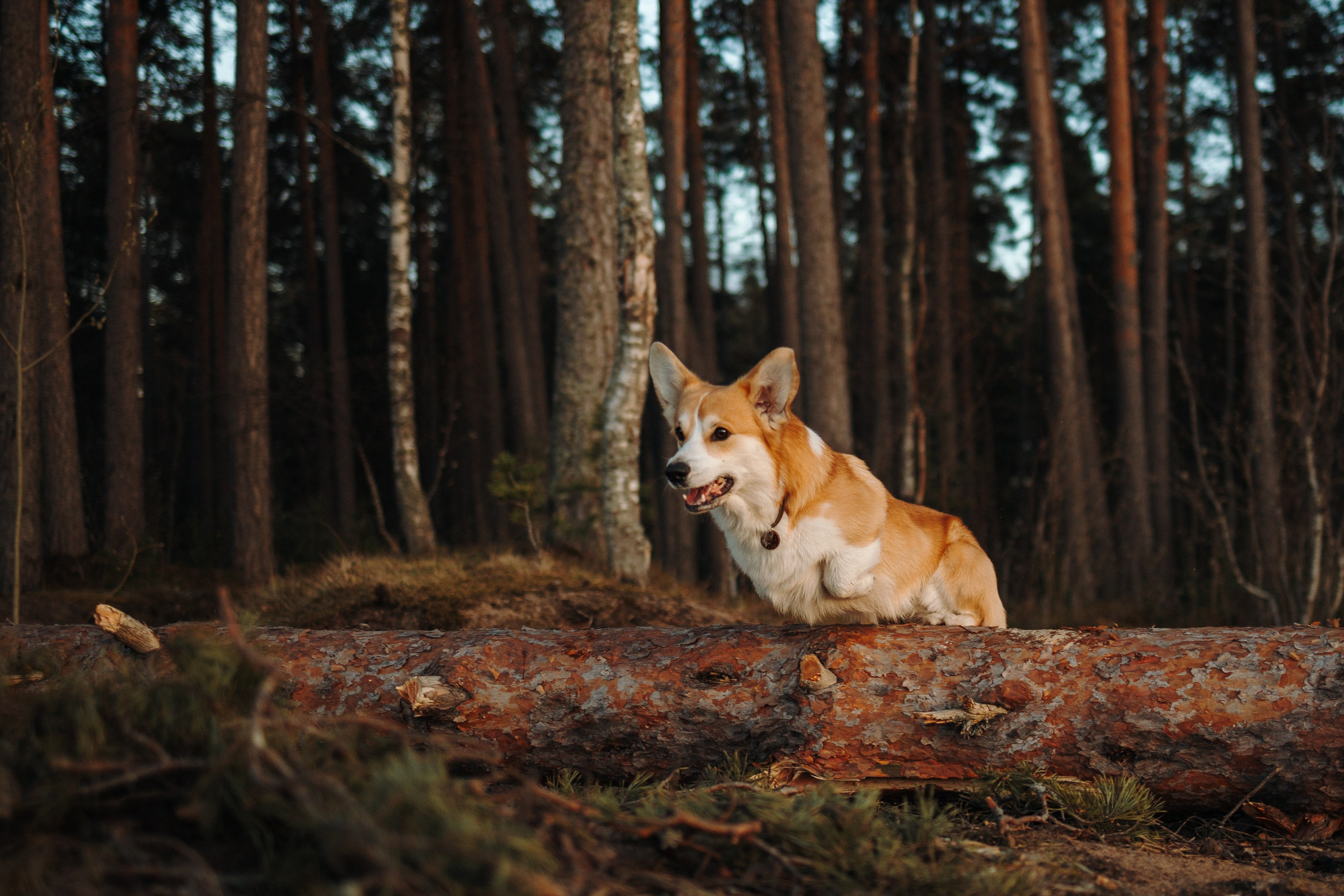 Найт и его семья. Фотограф — Анималист | Санкт-Петербург