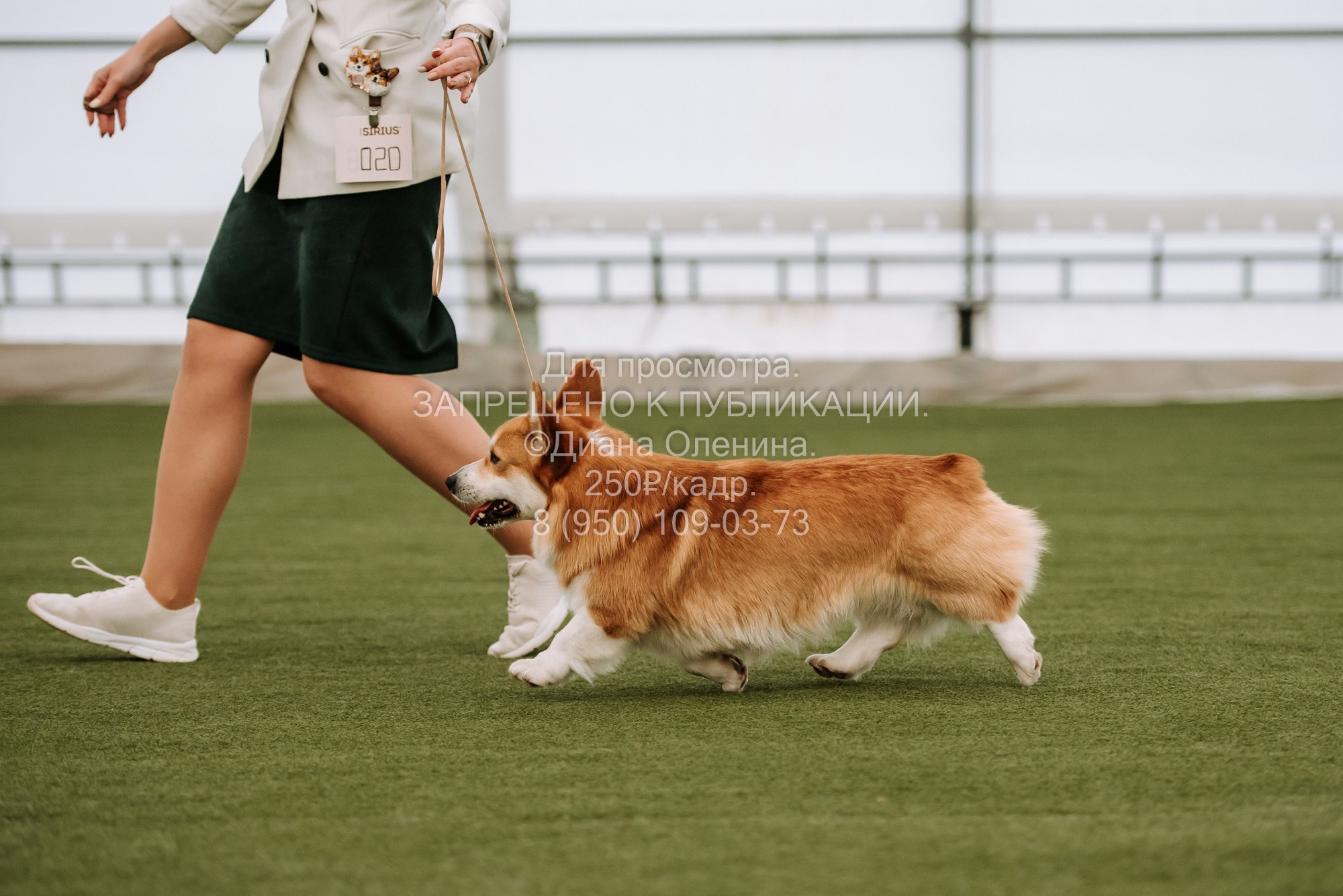 Выставка собак Красноярск 2.06. Фотограф Диана Оленина Красноярск / Братск