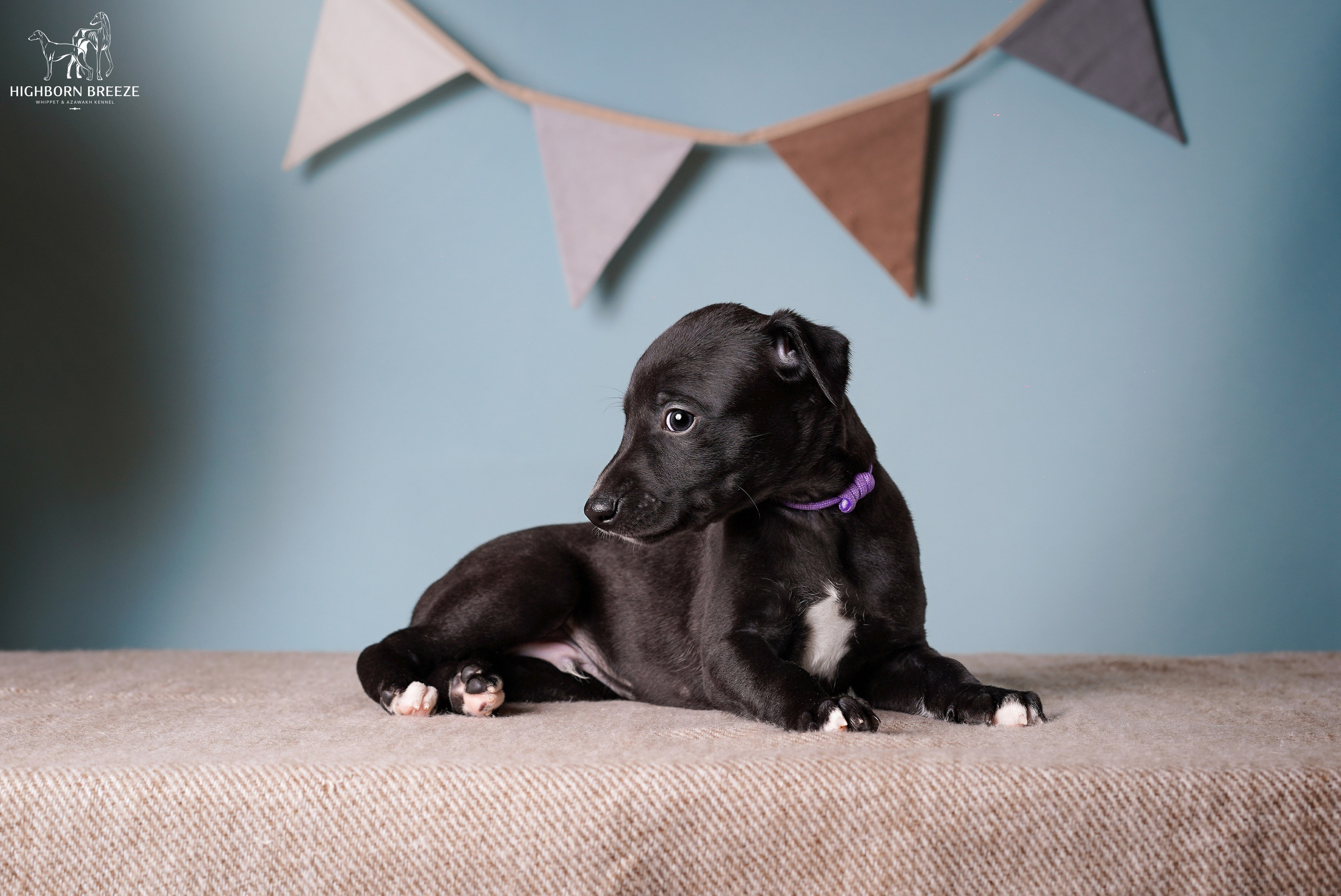 Щенки уиппета. Фотограф-анималист в Санкт-Петербурге Яна Мартынова