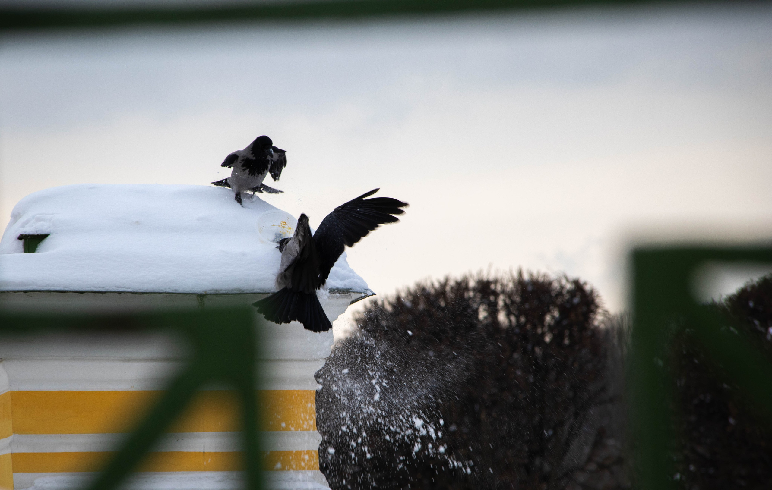 Природа, зверушки. Фотограф и кожевник Кирилл Удалов
