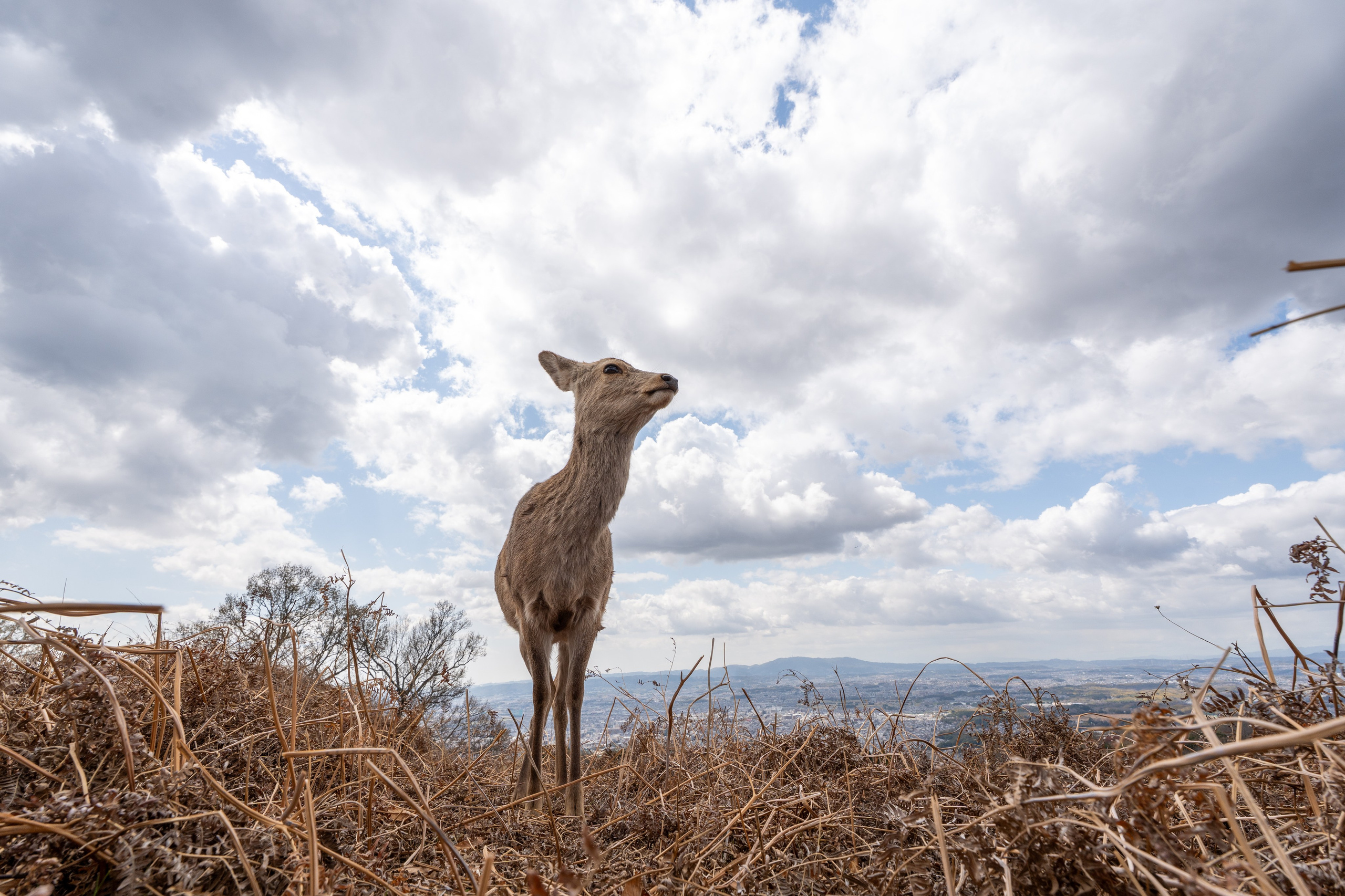 Япония, сакура. Творческие сьемки