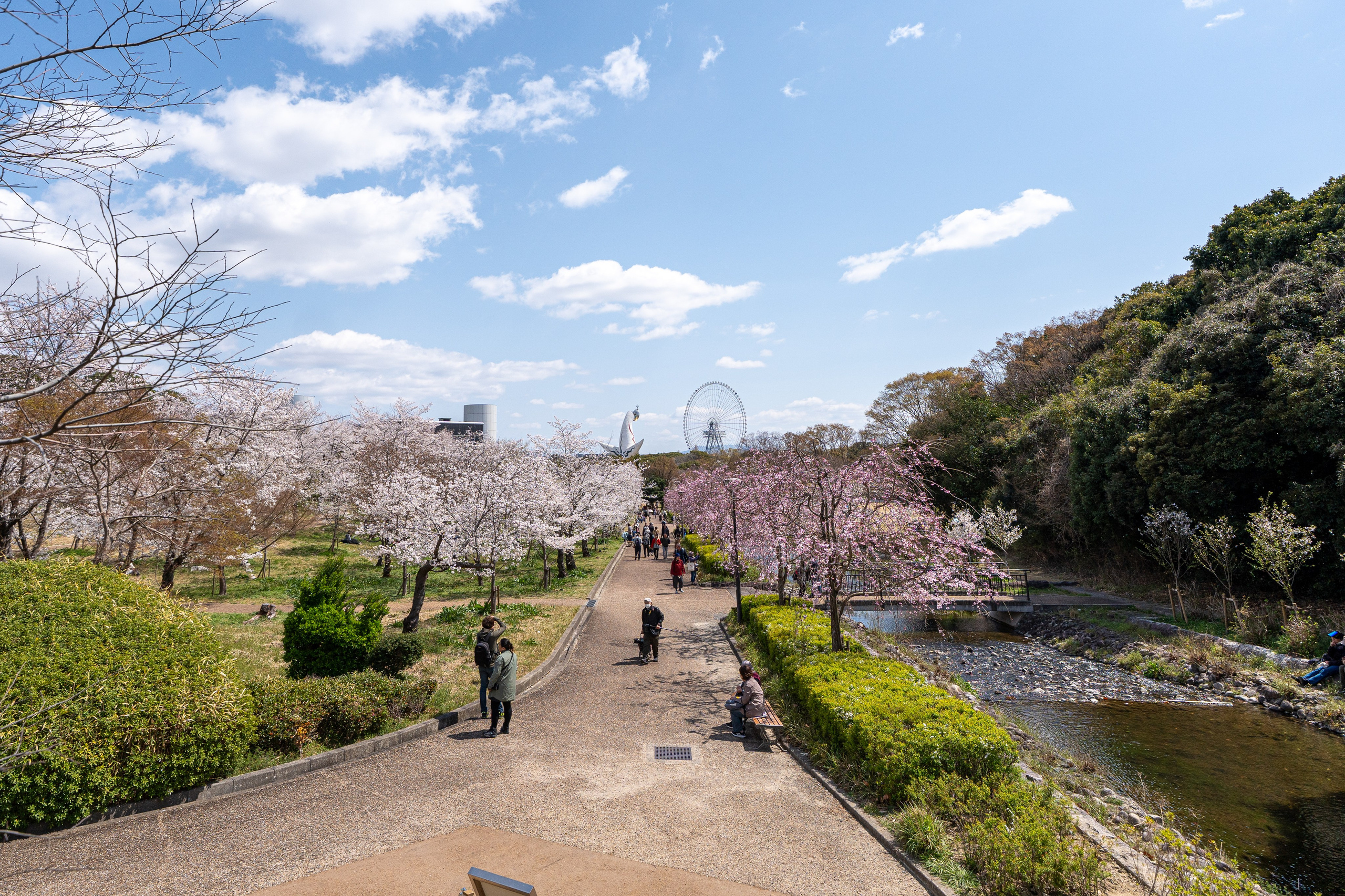 Япония, сакура. Творческие сьемки