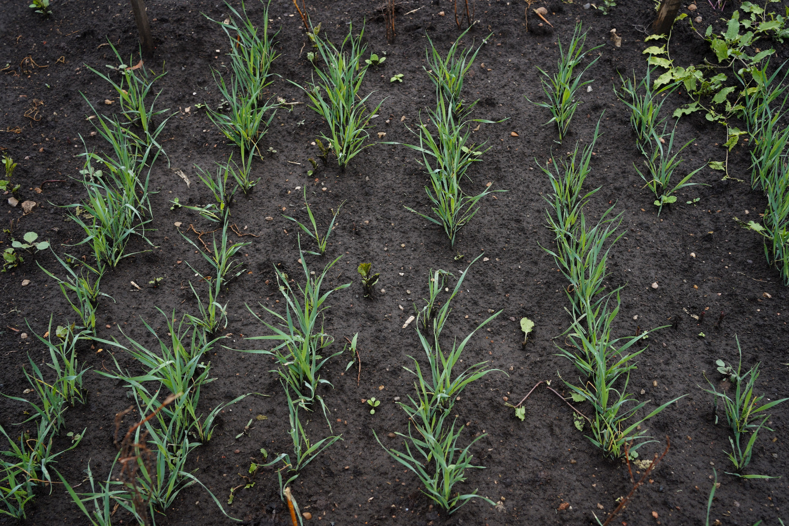 1 квадратный метр земли. Margarita Khatmullina