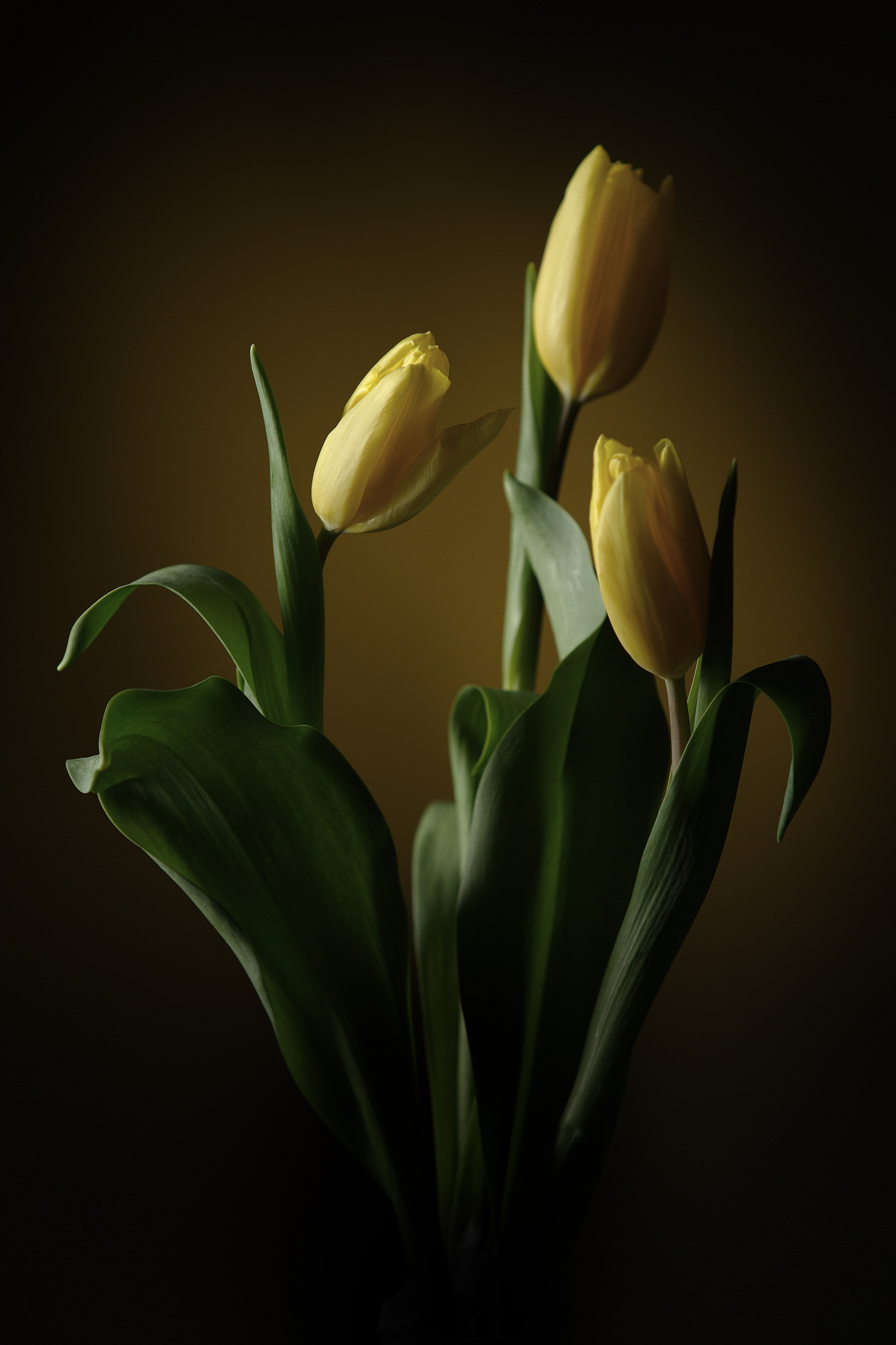 Цветы. Фотограф Мария Кольцова