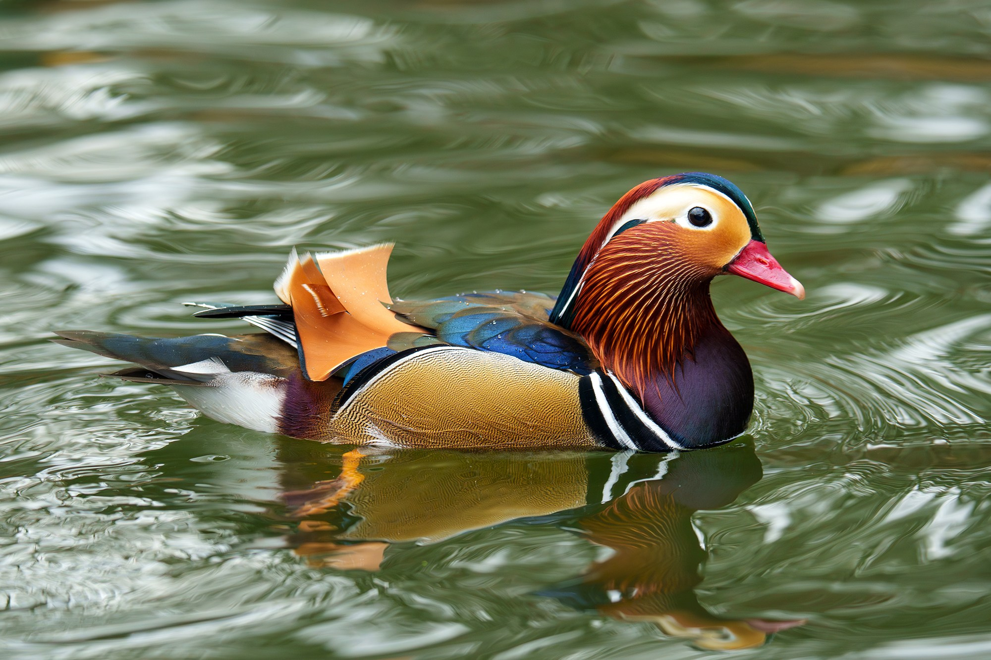 Удивительные мир птиц. Вокруг нас столько прекрасного — присмотритесь!. Ваш личный фотограф Марина Волкова