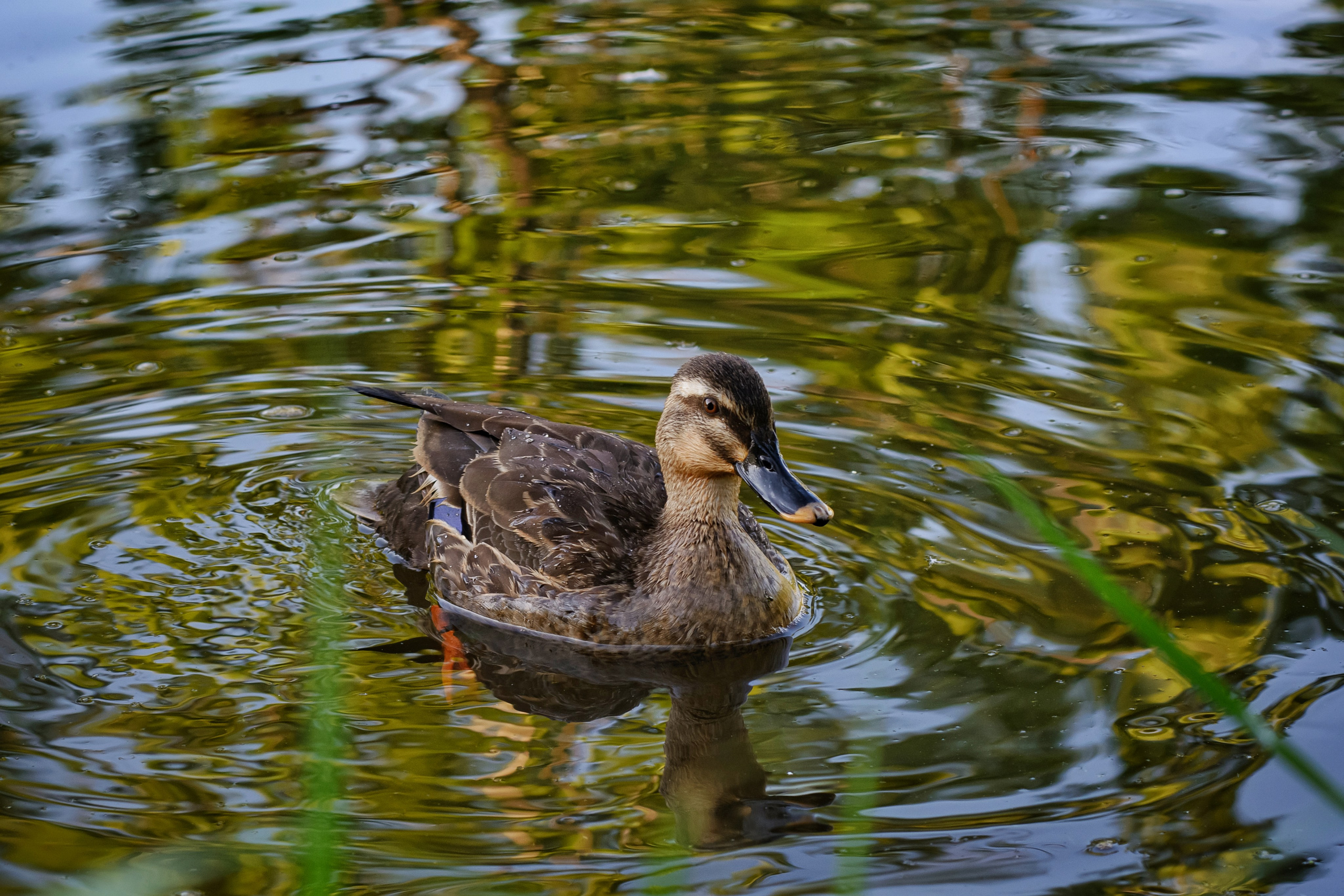 Пейзажи и дикая природа. Пейзажный и репортажный фотограф