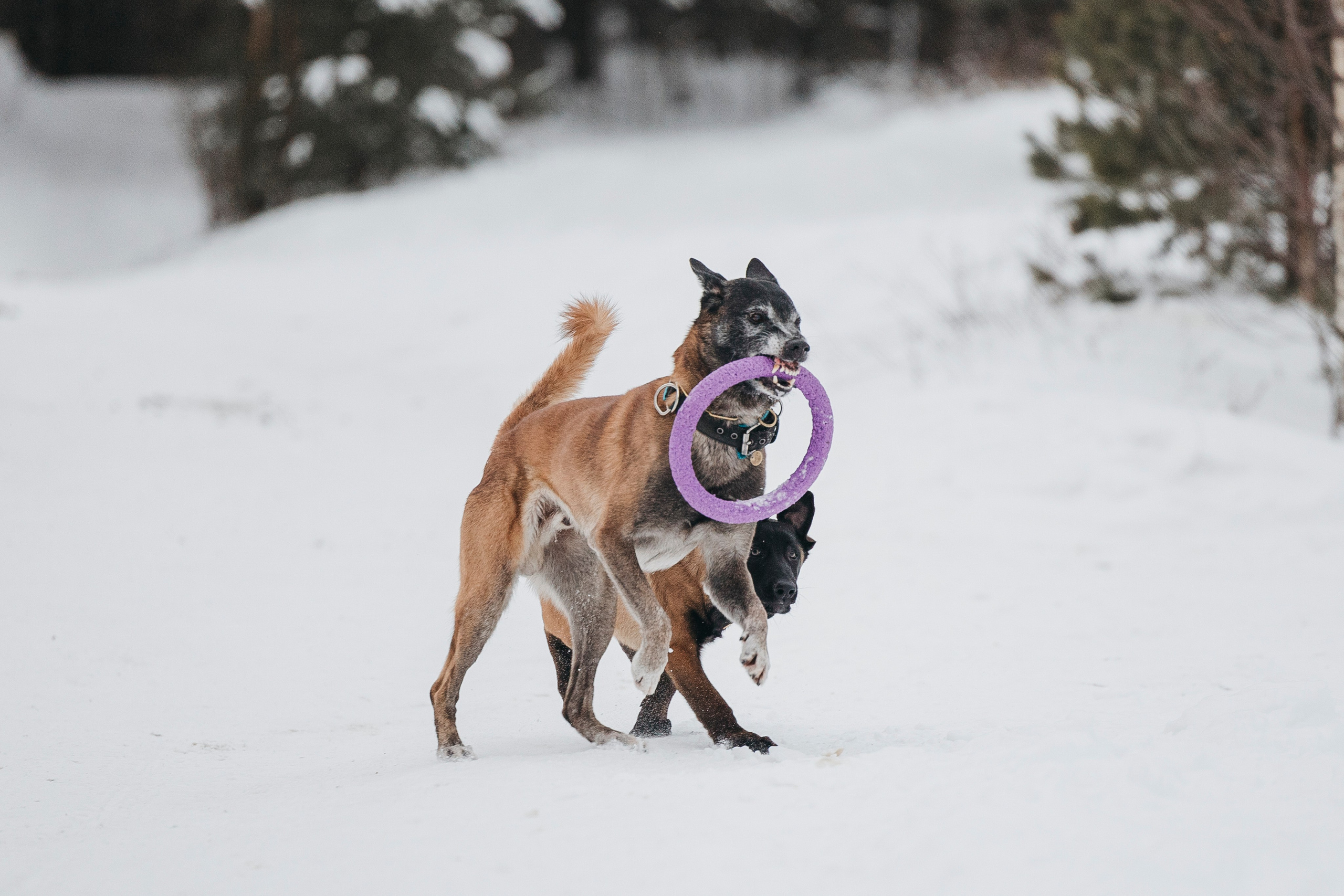 Даша, Омен, Айс и Рицу. Фотограф-анималист Анна Маринич