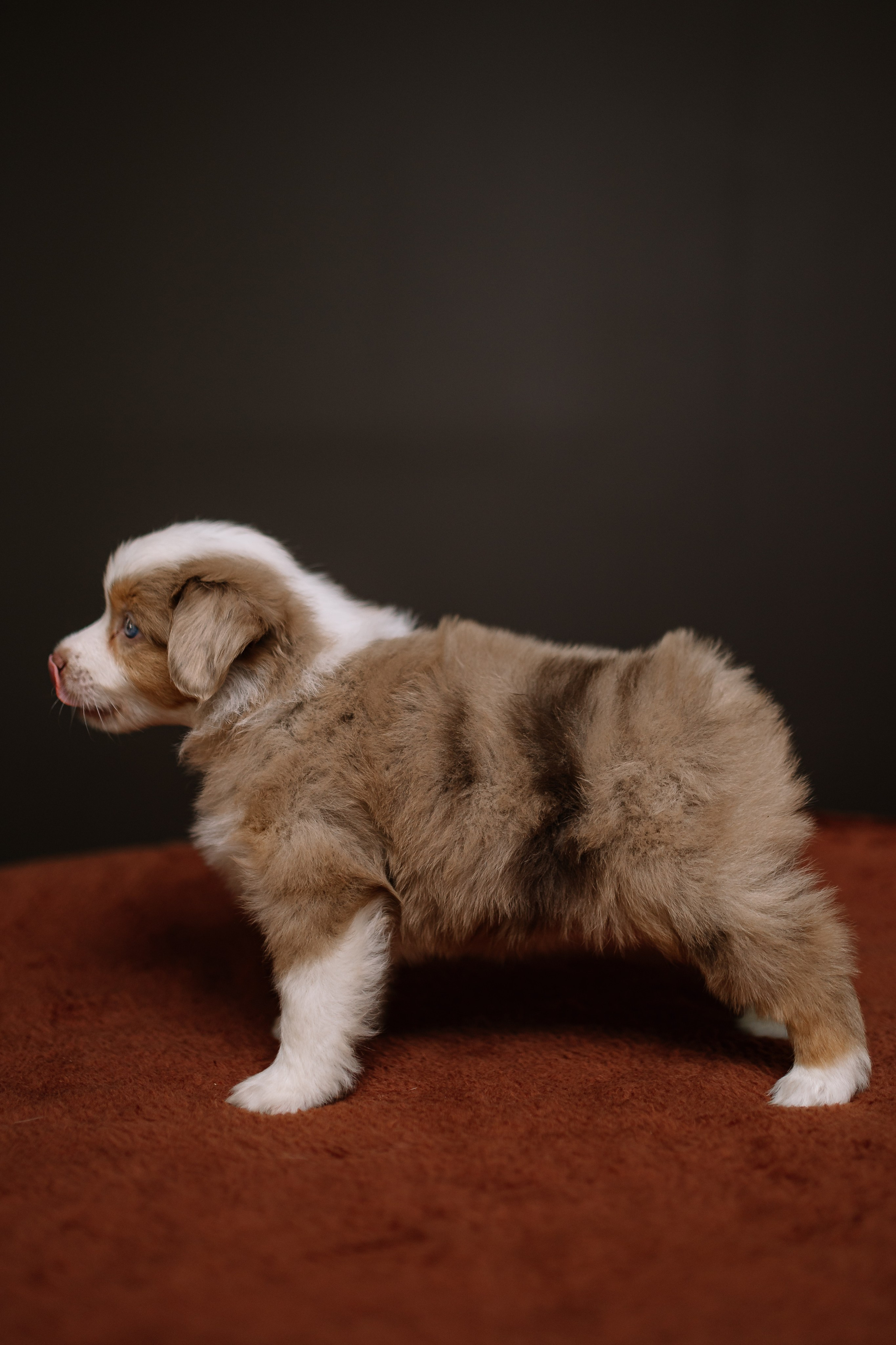 Щенки Миниатюрной американской овчарки. В студии. Фотограф Александра Кузнецова