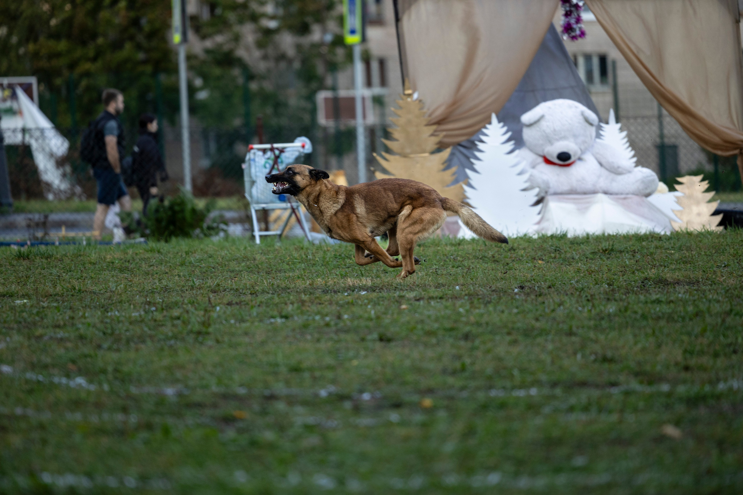Испытания по Мондьорингу г. Пушкин. Фотограф-анималист Анна Маринич