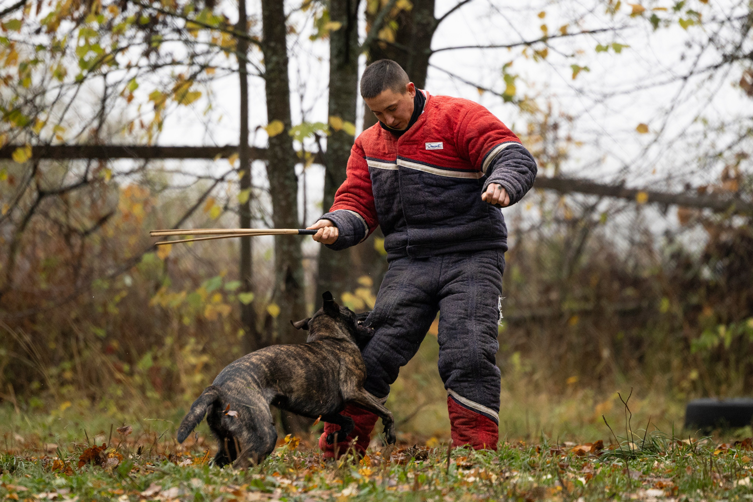Соревнования по Мондьорингу г. Вологда. Фотограф-анималист Анна Маринич