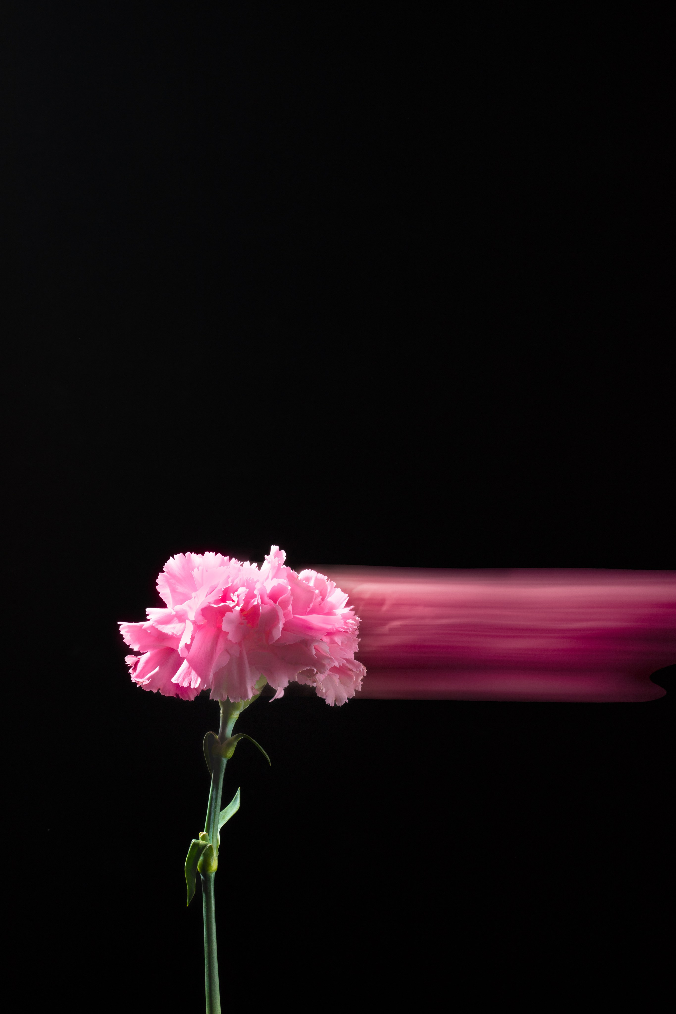 Цветы. Предметный фотограф в Москве Мария Игнатенко. Нейрофото, ретушь, сет-дизайн