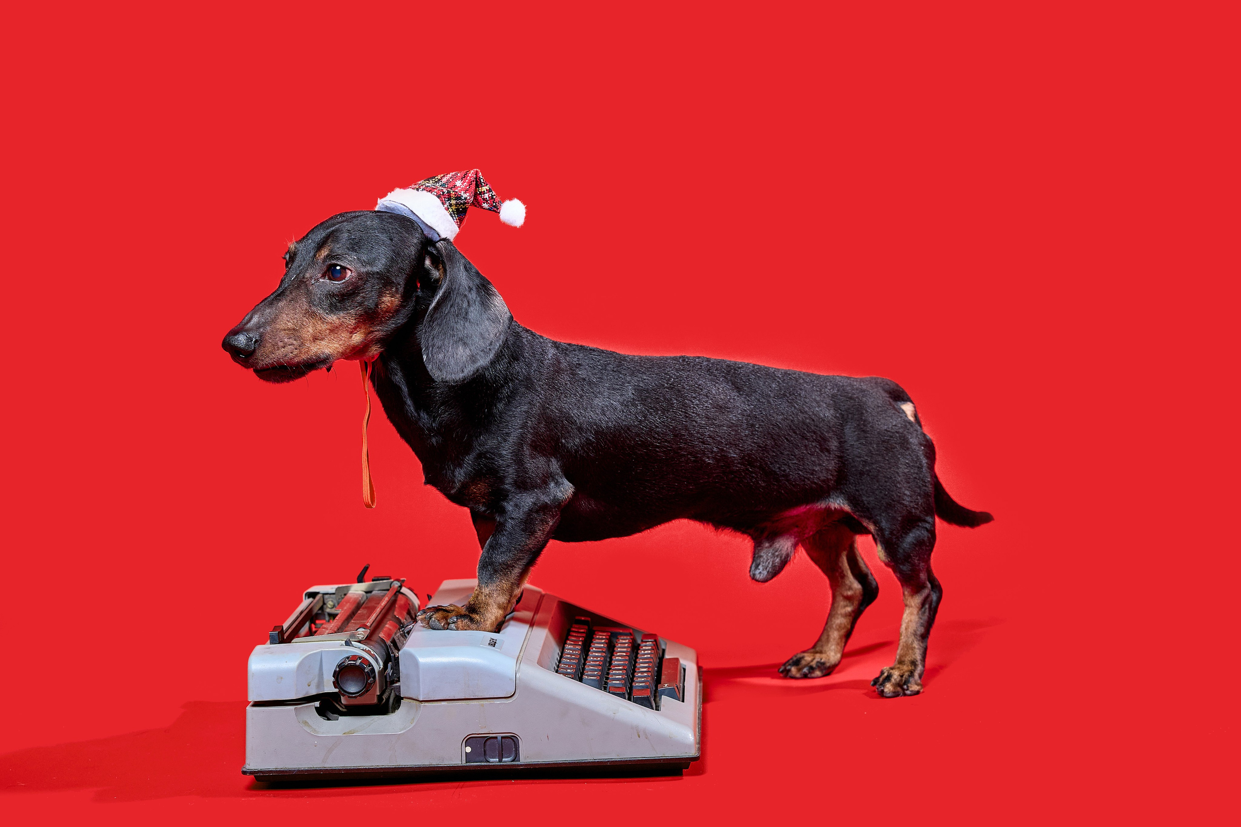 Фотосъёмка животных. Предметный и репортажный фотограф Алексей Кротов