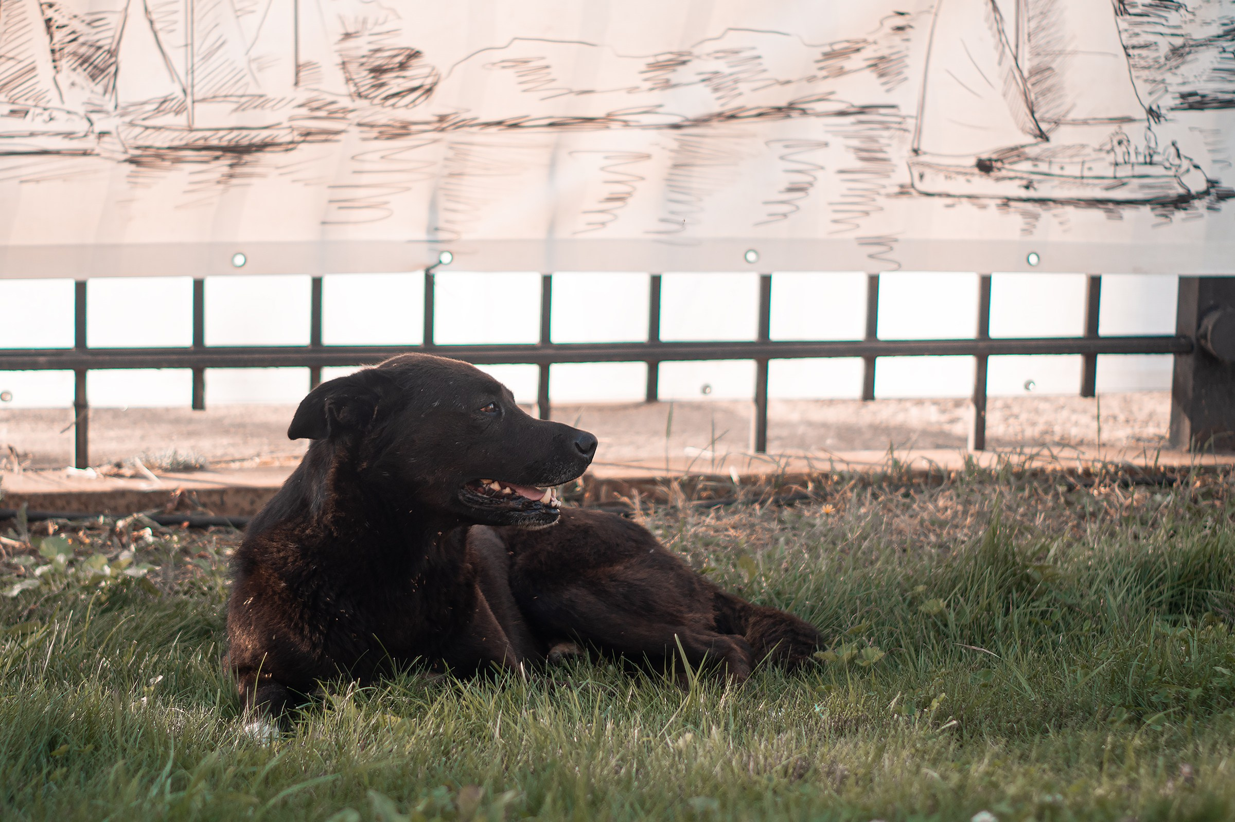 Ораниенбаумский морской фестиваль. Фотограф в Санкт-Петербурге и ЛО Егор Ставер