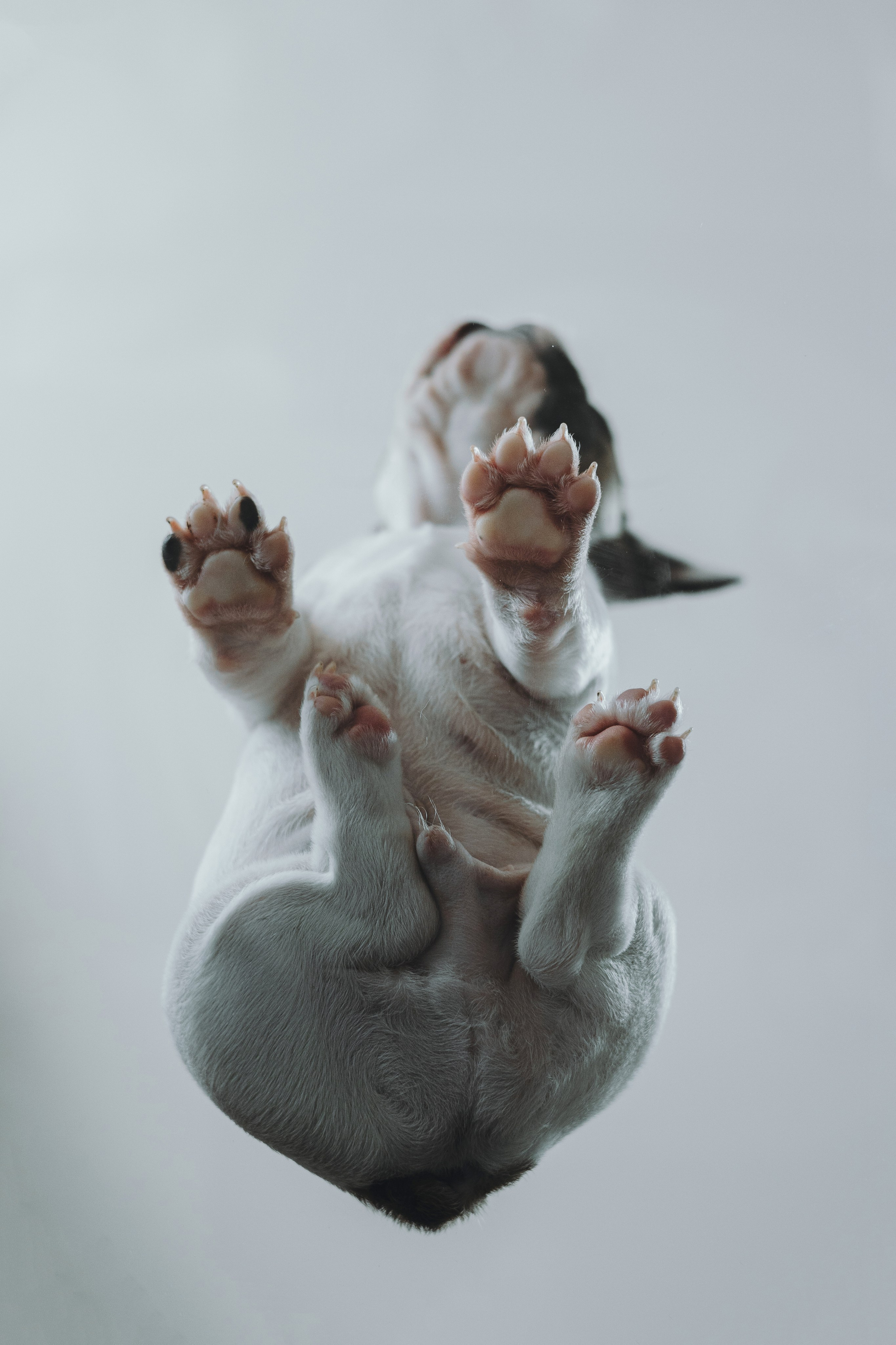 Щеночки. Фотограф — анималист Владивосток, Алина