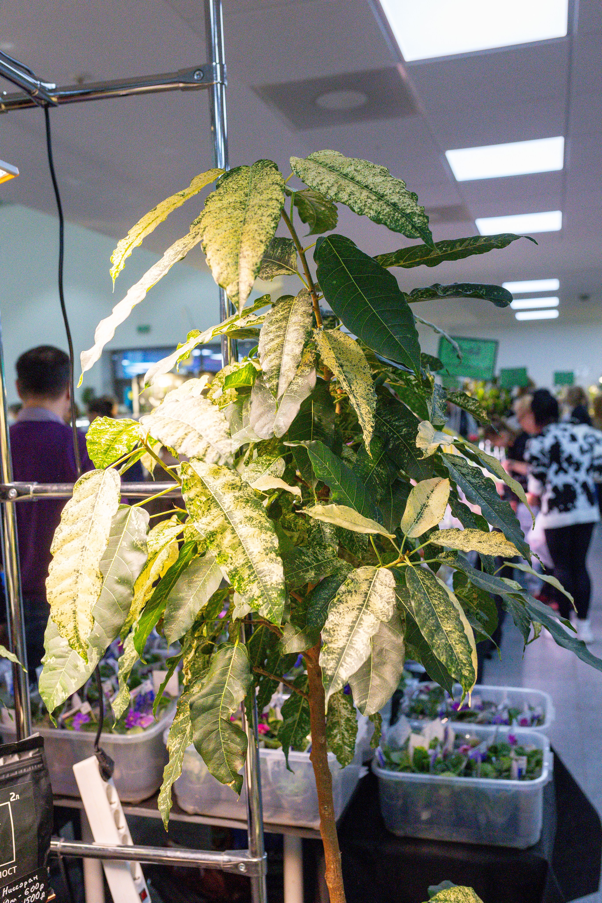 Монстериум 11–12 октября. Александра Куликова фотограф, Москва